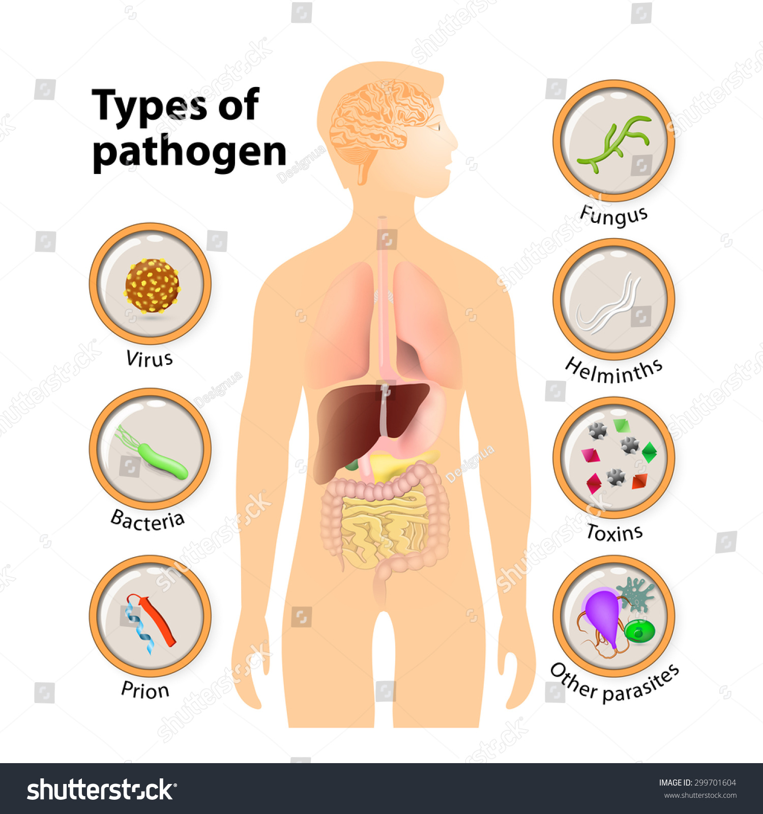 Pathogen Virus, Bacteria, Prion, Fungus, Helminths, Toxins And Other