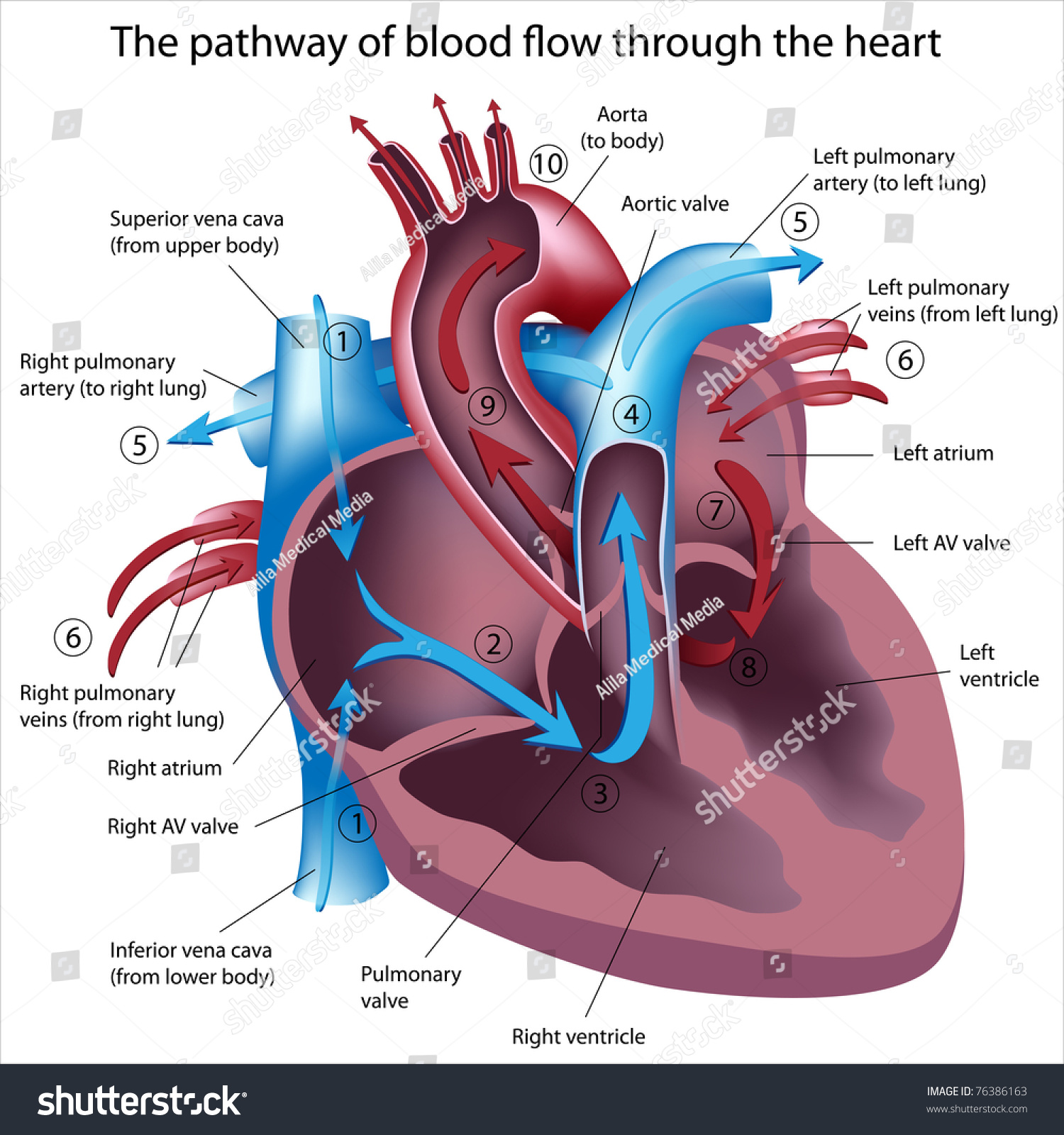 How does blood flow through the heart?