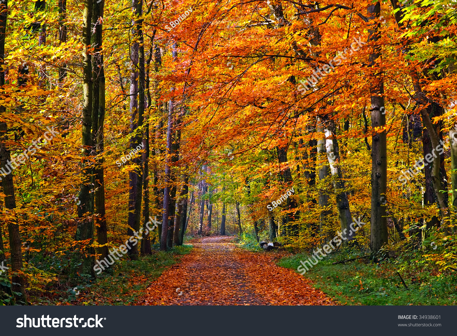 Pathway Through The Colorful Autumn Park, Frankfurt Stock Photo ...