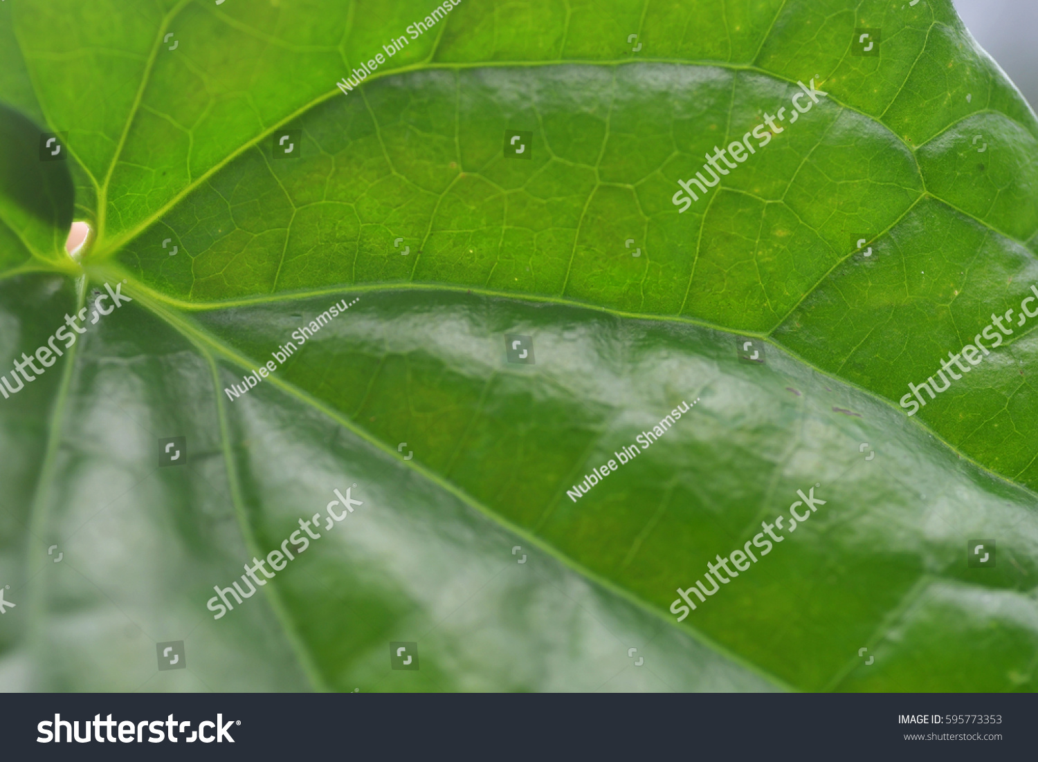 Pattern Texture Betel Leaf Betel Known Stock Photo Edit Now 595773353