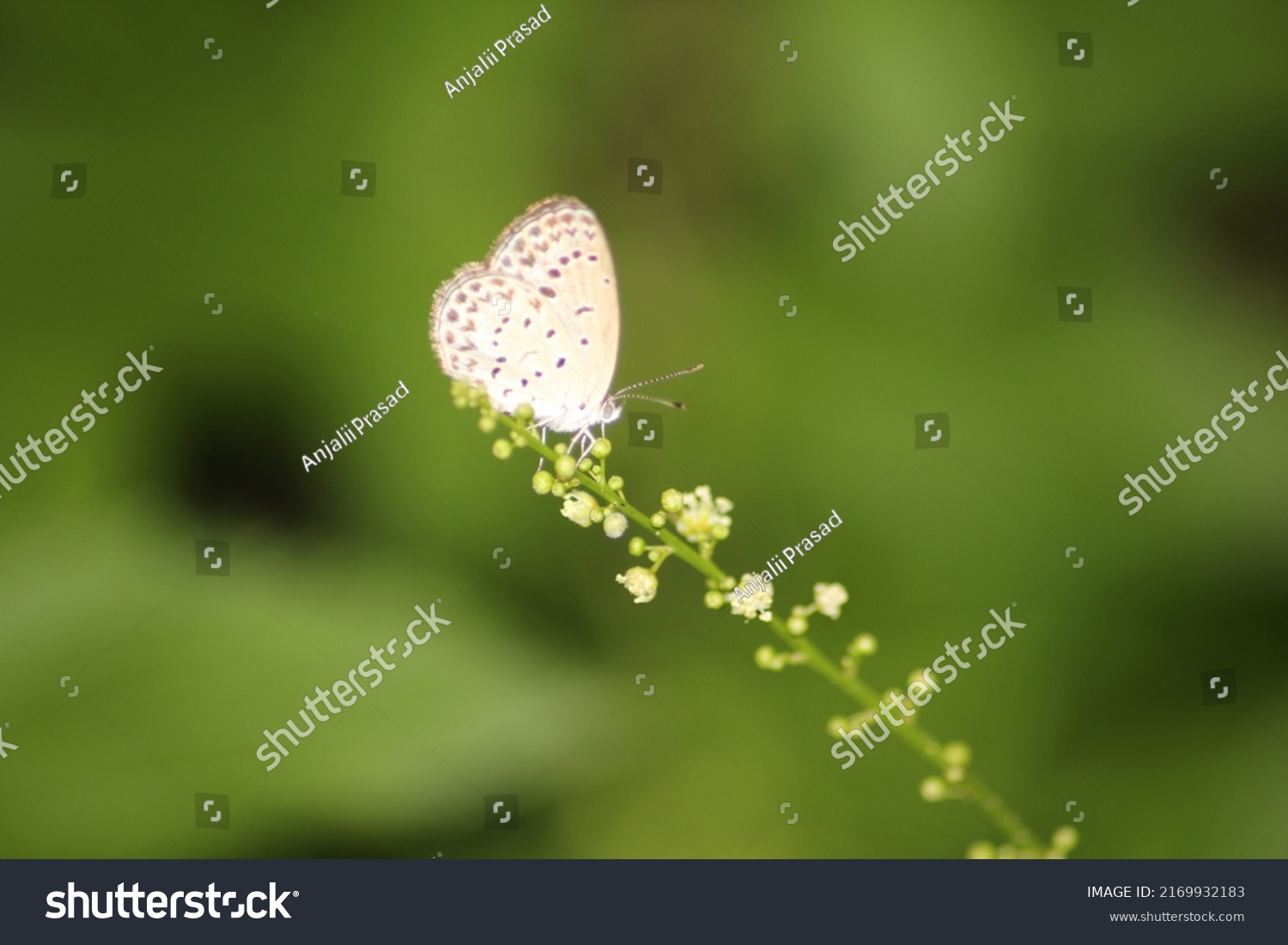 385 Butterfly Hovering Over Flowers 图片、库存照片和矢量图 Shutterstock 4693