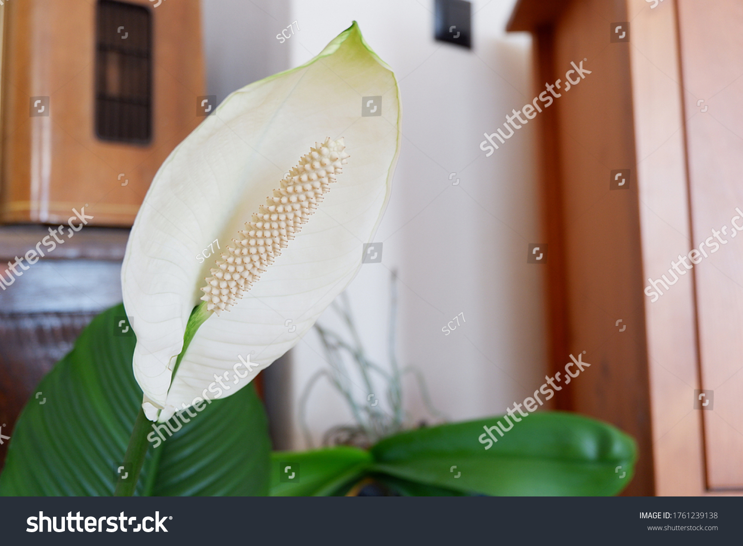 5-peace-lily-facts-gambar-foto-stok-vektor-shutterstock