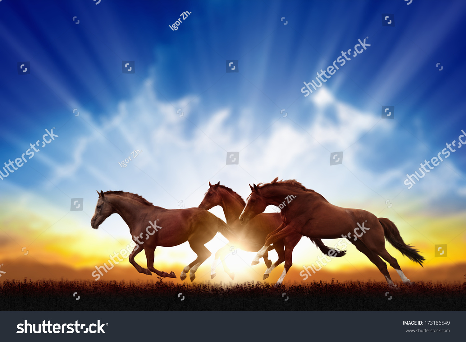 Peaceful Background Running Horses Beautiful Sunset Stock Photo