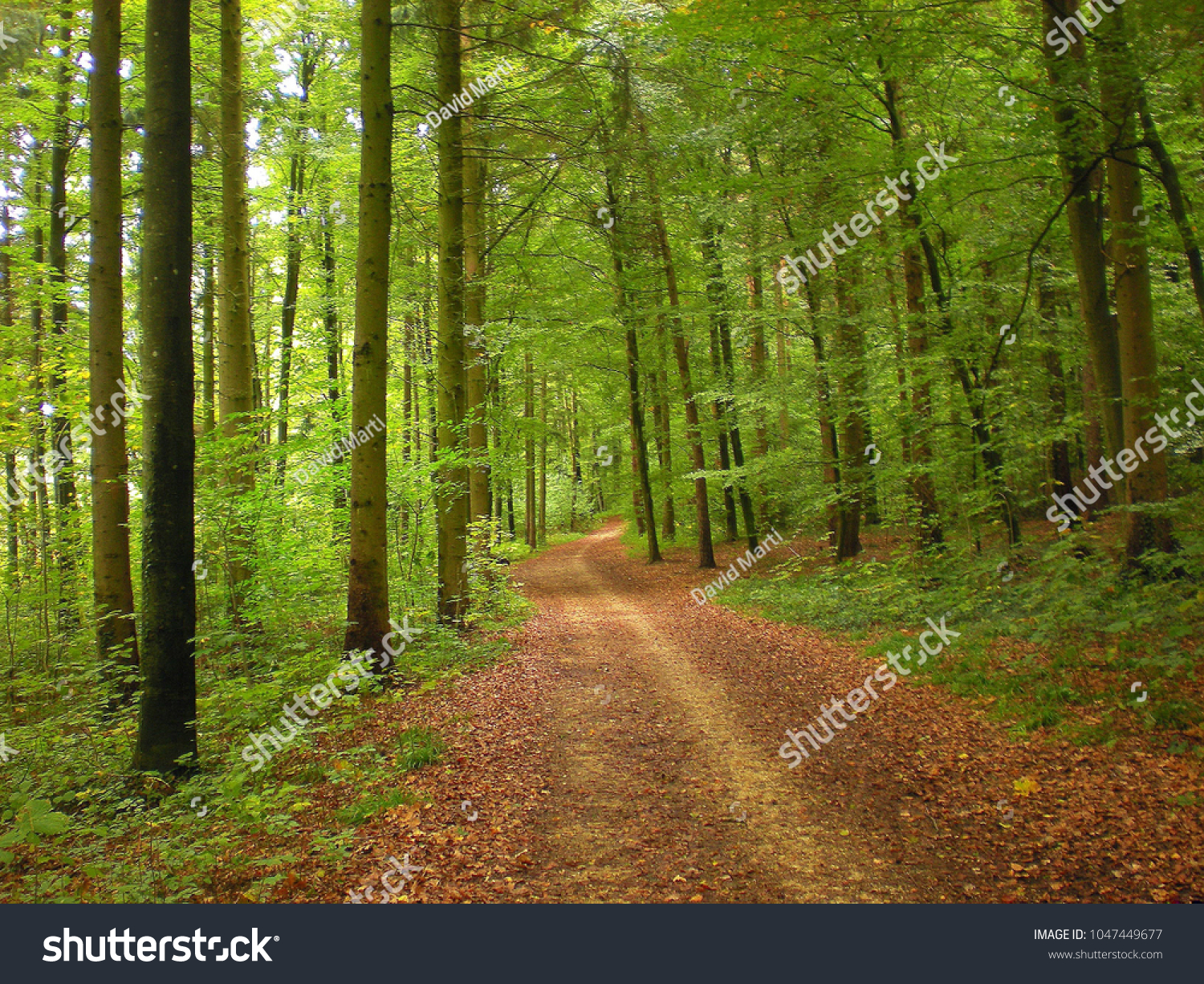 Peaceful Summer Forest Scene Stock Photo Edit Now