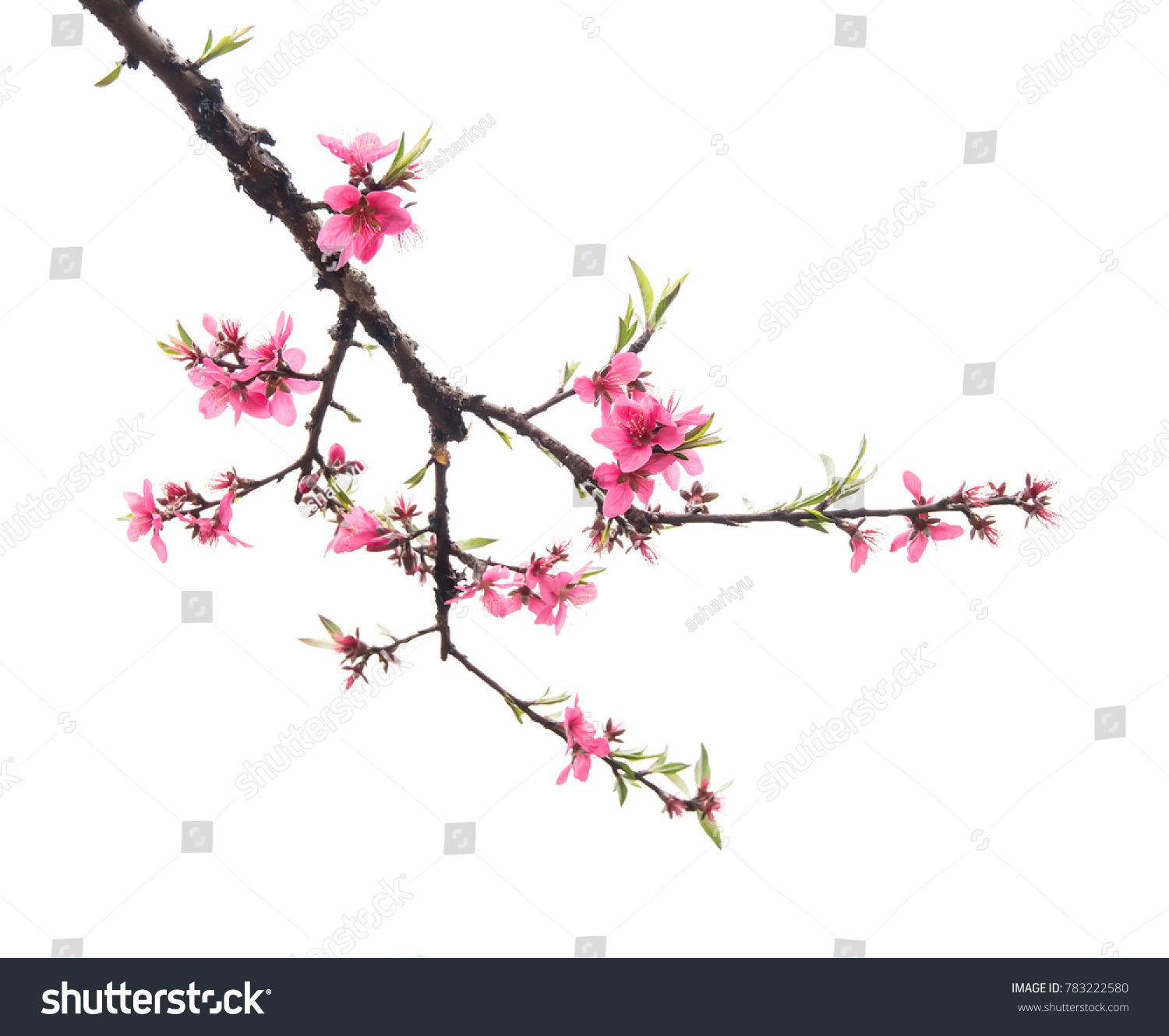 Peach Blossom Flower Isolated On White Stock Photo (Edit Now) 783222580