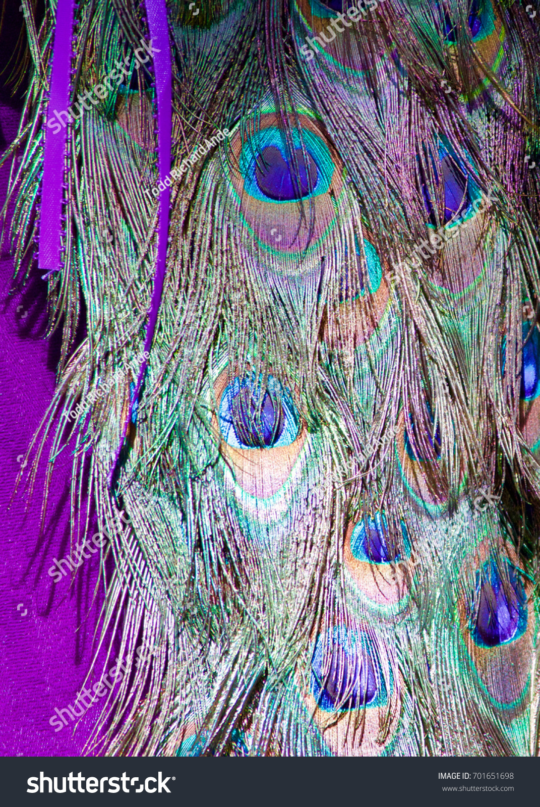 Download Peacock Feathers Ribbon On Purple Background Stock Photo Edit Now 701651698