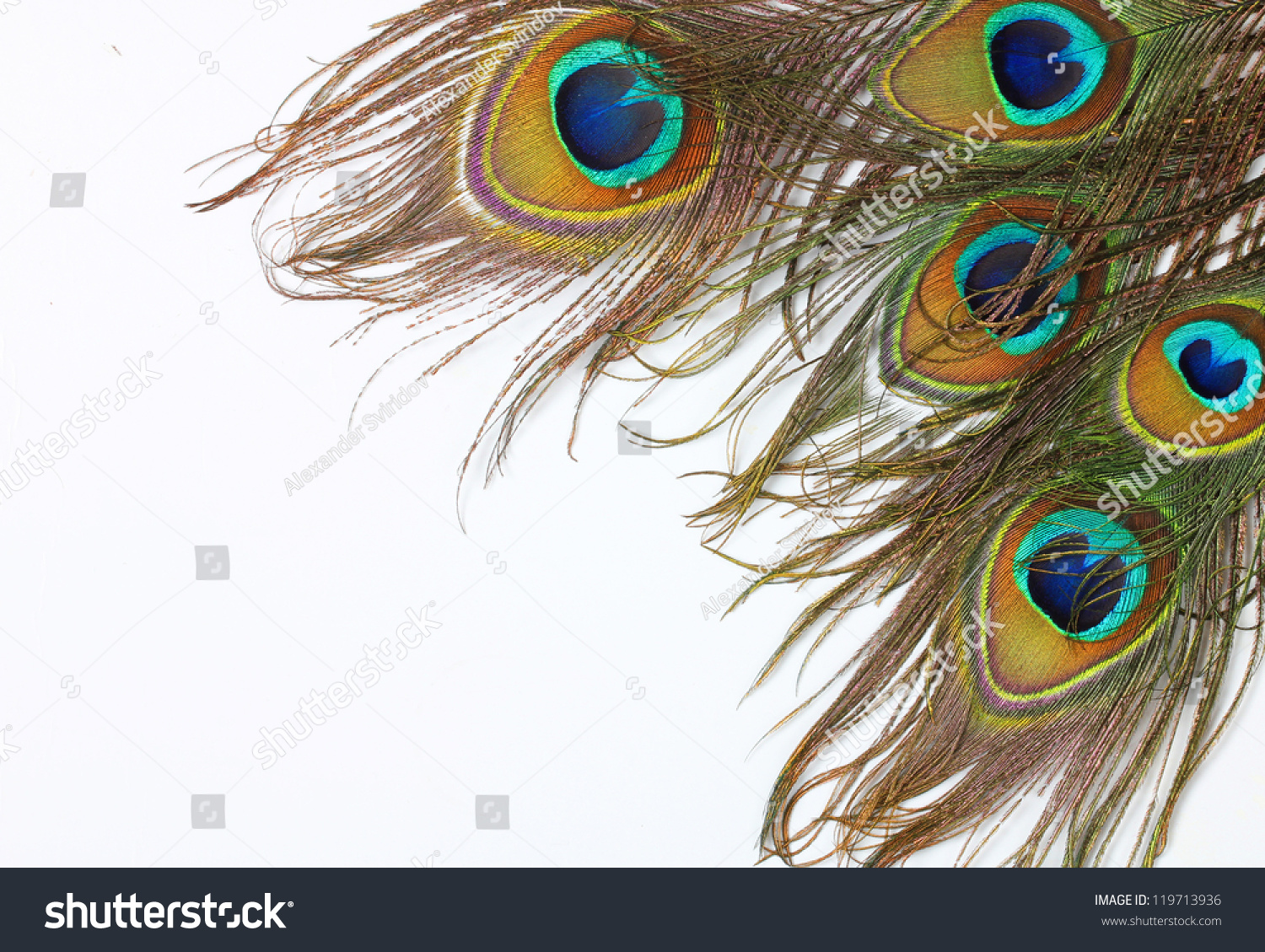 Peacock Feathers On White Background Stock Photo 119713936 : Shutterstock
