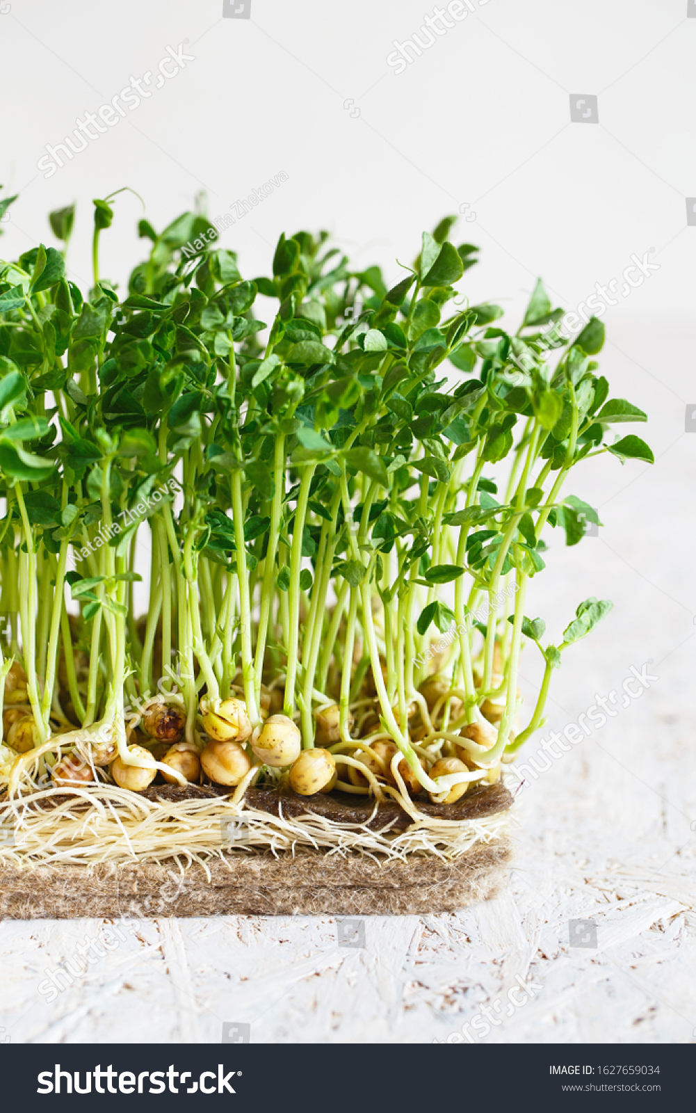 Peas Microgreens Seeds Roots Sprouting Micro Stock Photo (Edit Now ...