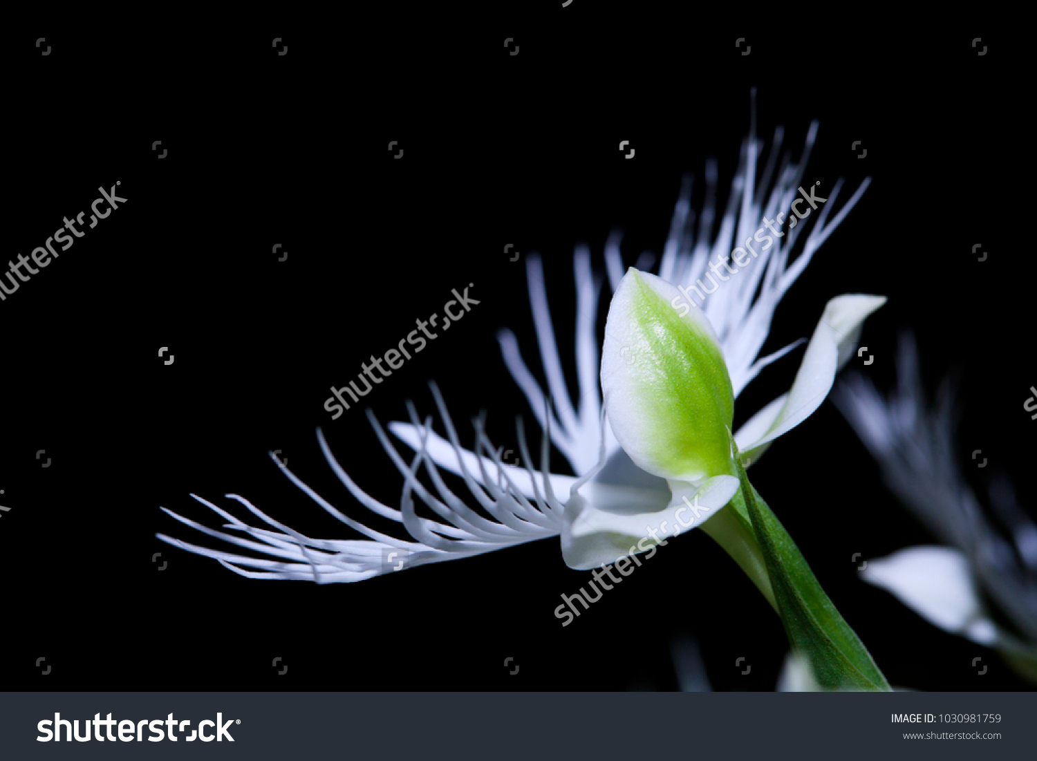 17 Pecteilis Susannae 图片 库存照片和矢量图 Shutterstock