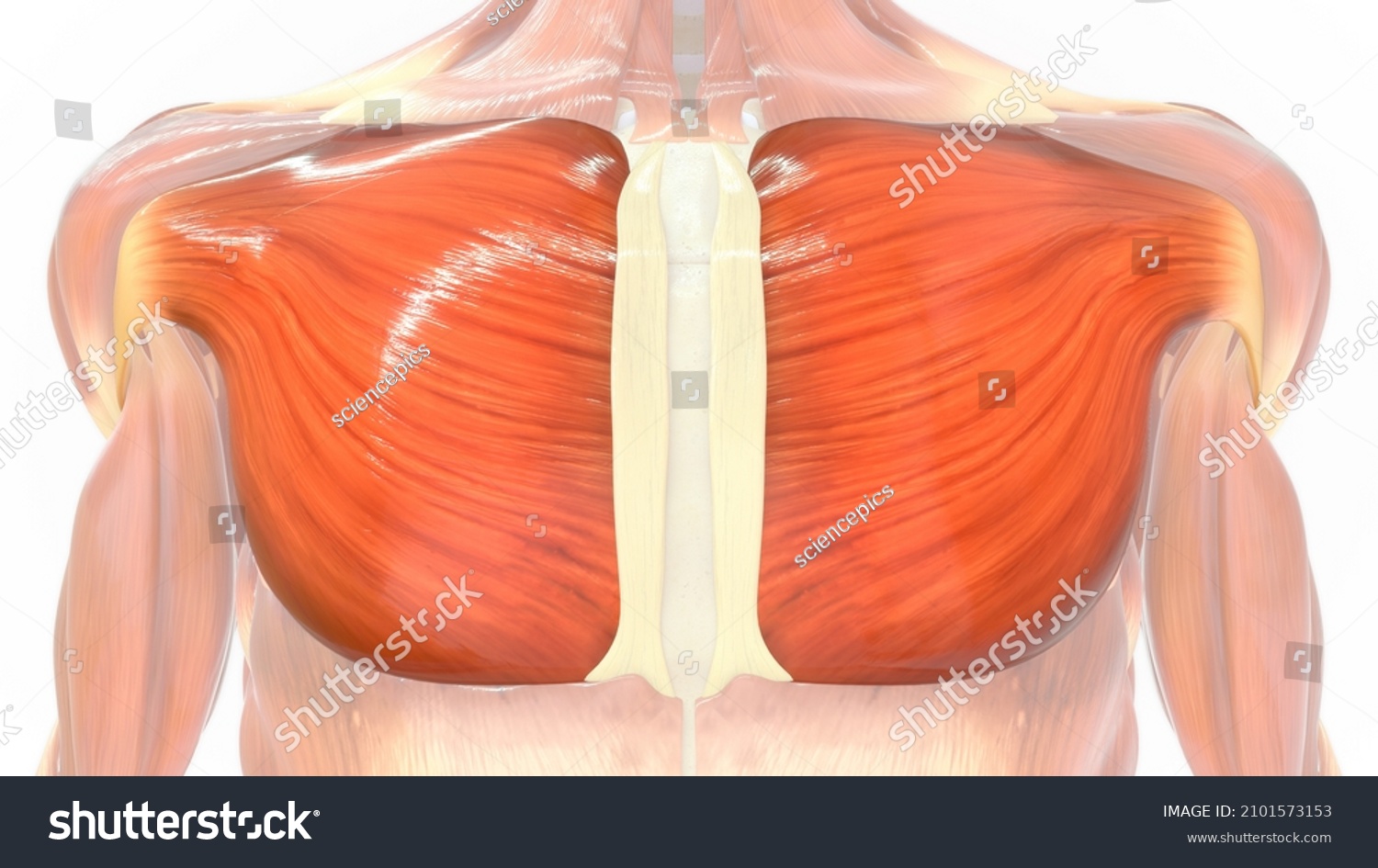 Pectoralis Major Muscle Anatomy 3d Illustration ภาพประกอบสต็อก 2101573153