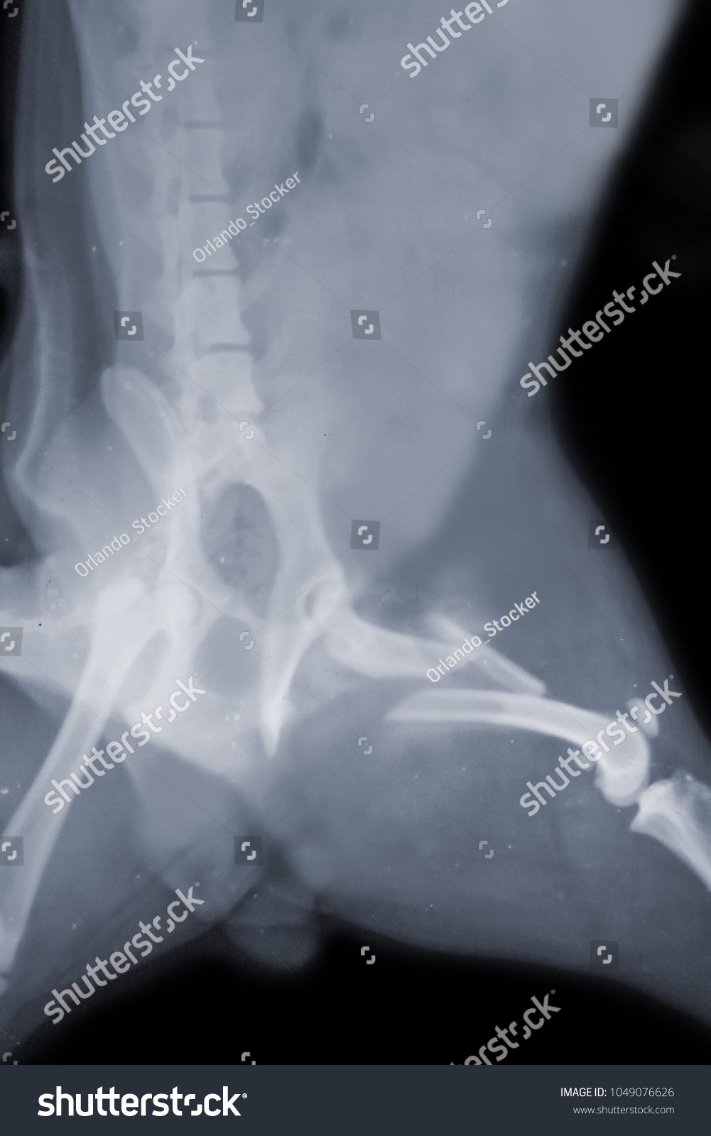 Pelvic Fracture Dog S Broken X Stock Photo (Edit Now) 1049076626