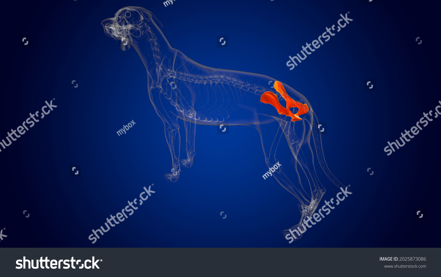 Pelvis Bones Dog Skeleton Anatomy Medical Stock Illustration 2025873086 ...