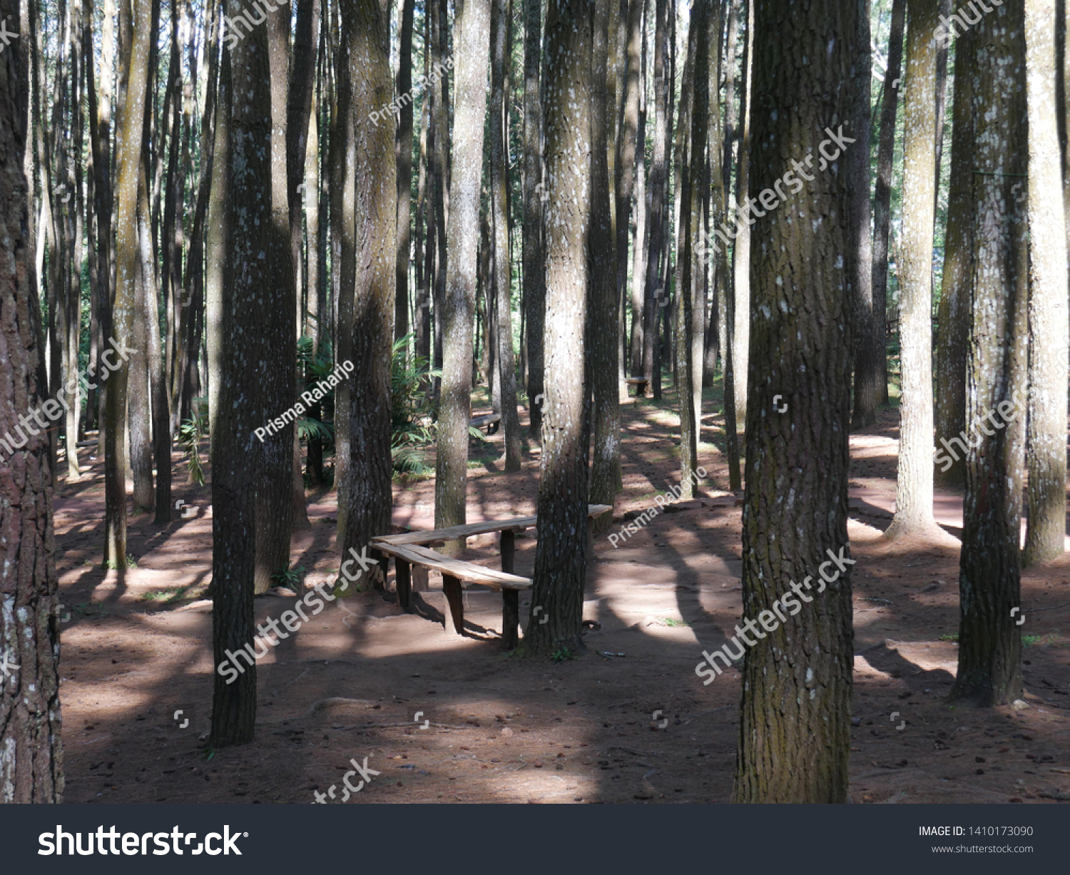 Pemandangan Hutan Pinus Yogyakarta Indonesia Stock Photo Edit Now