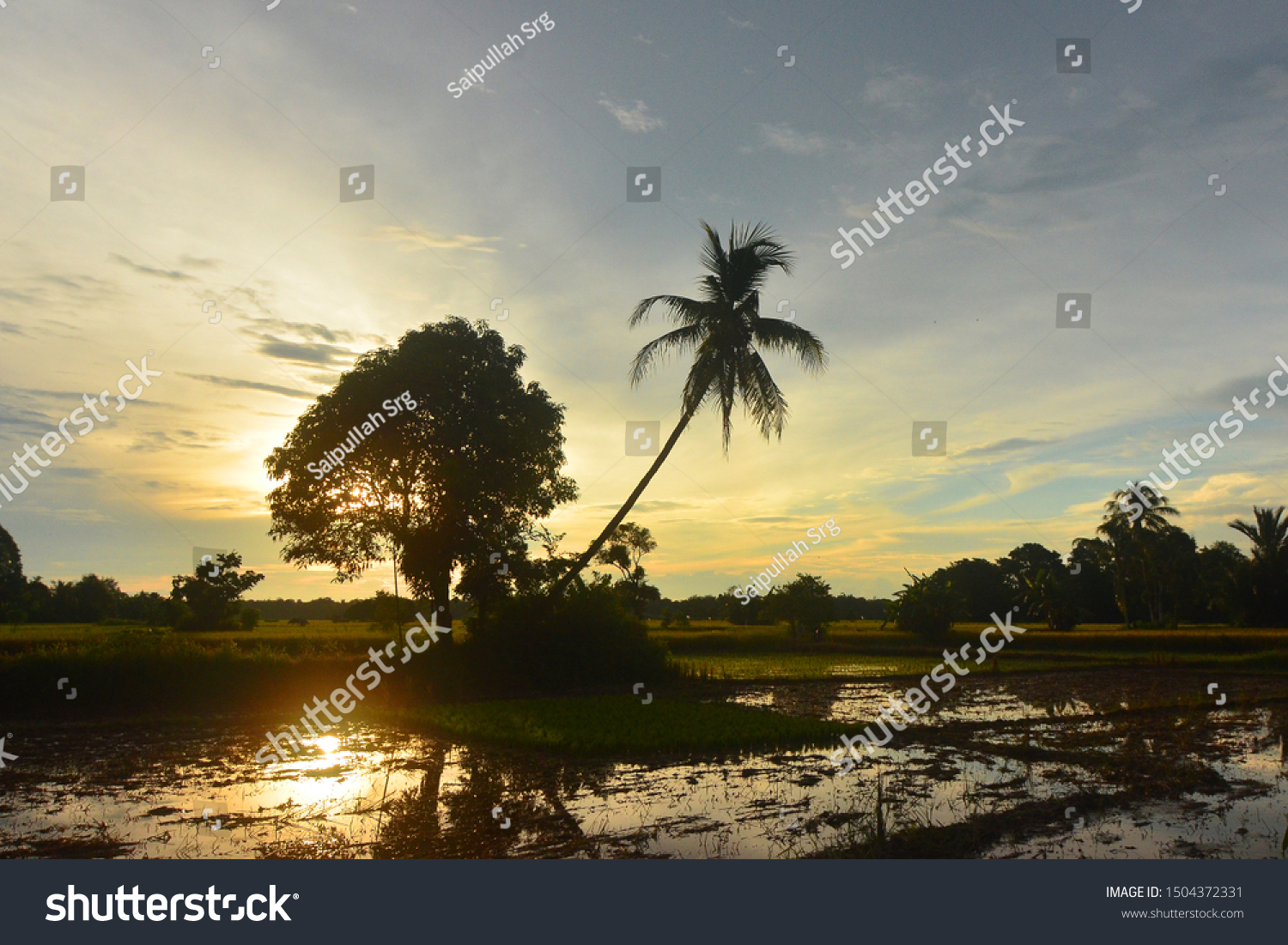Pemandangan Pohon Kelapa Saat Matahari Terbenam Stock Photo Edit