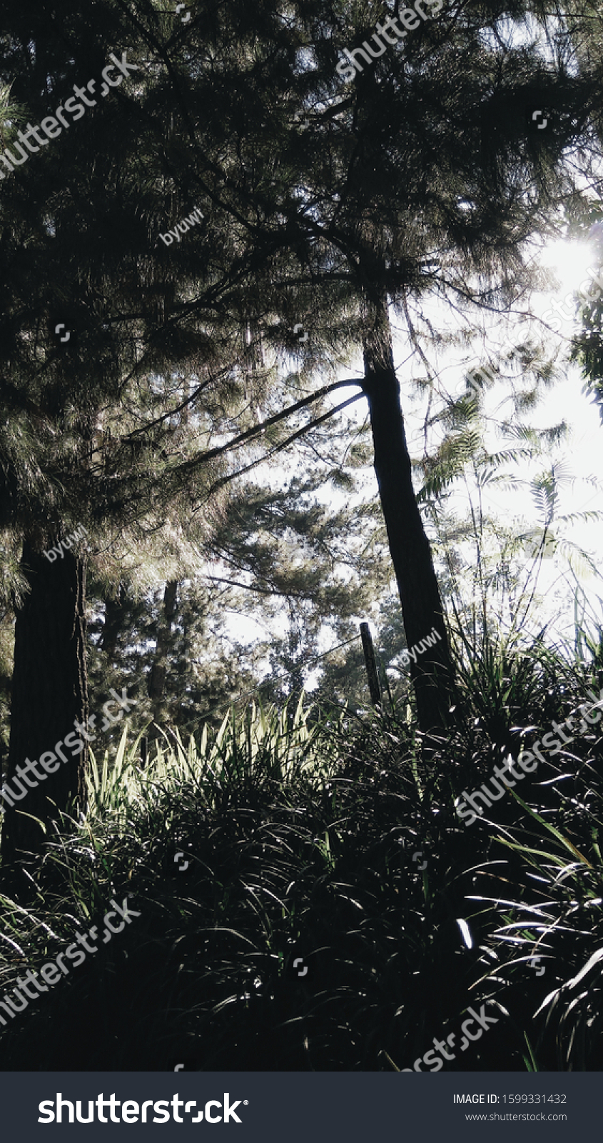 Pemandangan Taman Dan Pohon Hitam Putih Stock Photo Edit Now