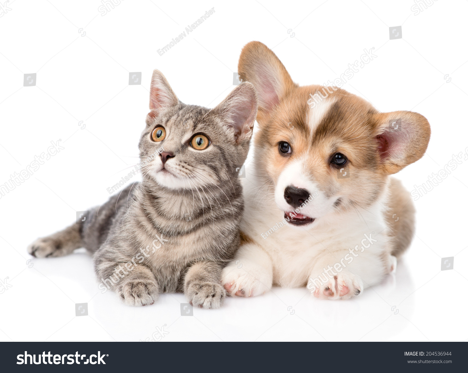 Pembroke Welsh Corgi Puppy Lying Cat Stock Photo Edit Now 204536944