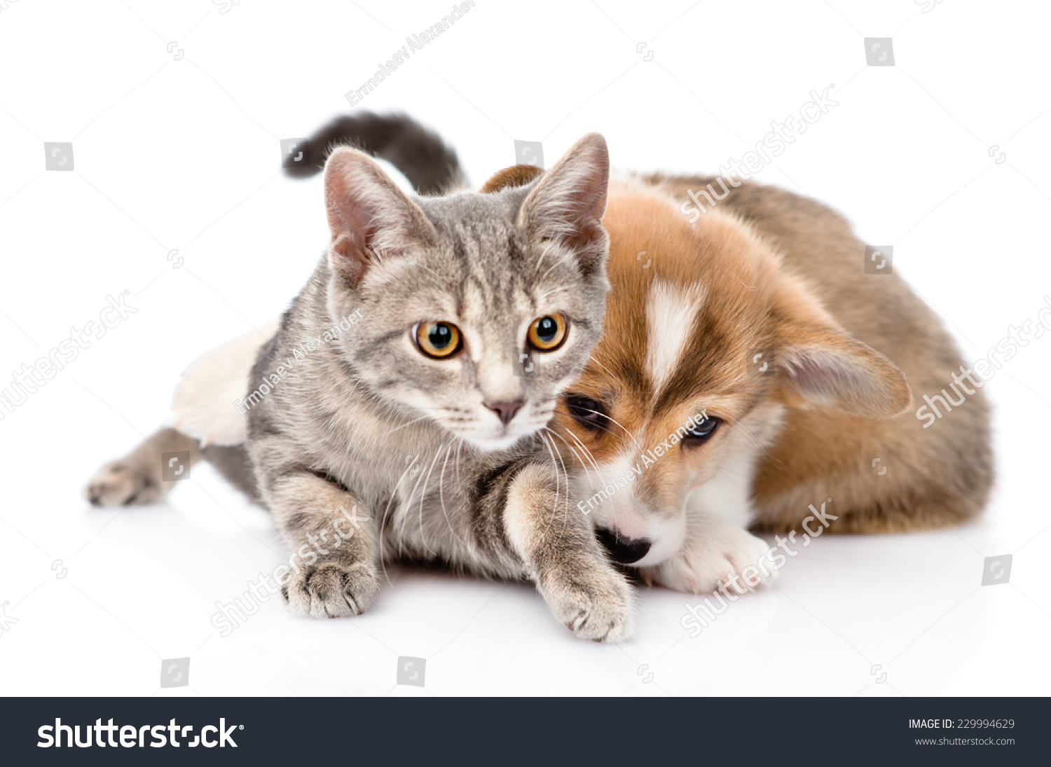 Pembroke Welsh Corgi Puppy Playing Cat Stock Photo Edit Now