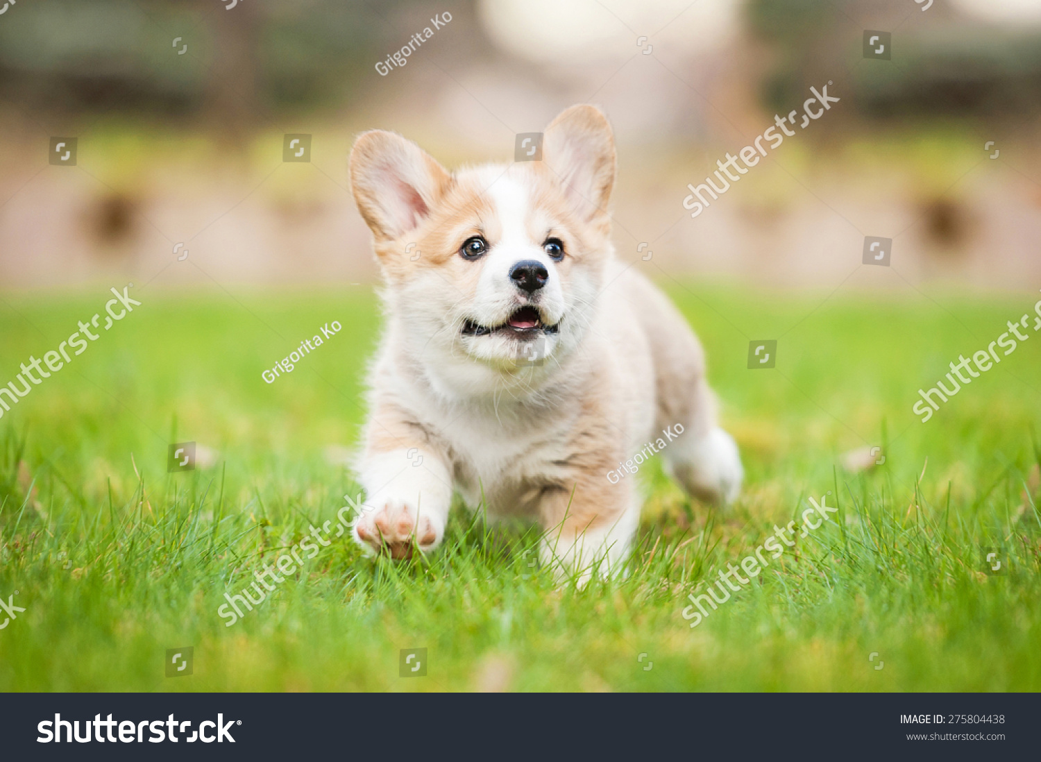 Pembroke Welsh Corgi Puppy Running Stock Photo (Edit Now) 275804438