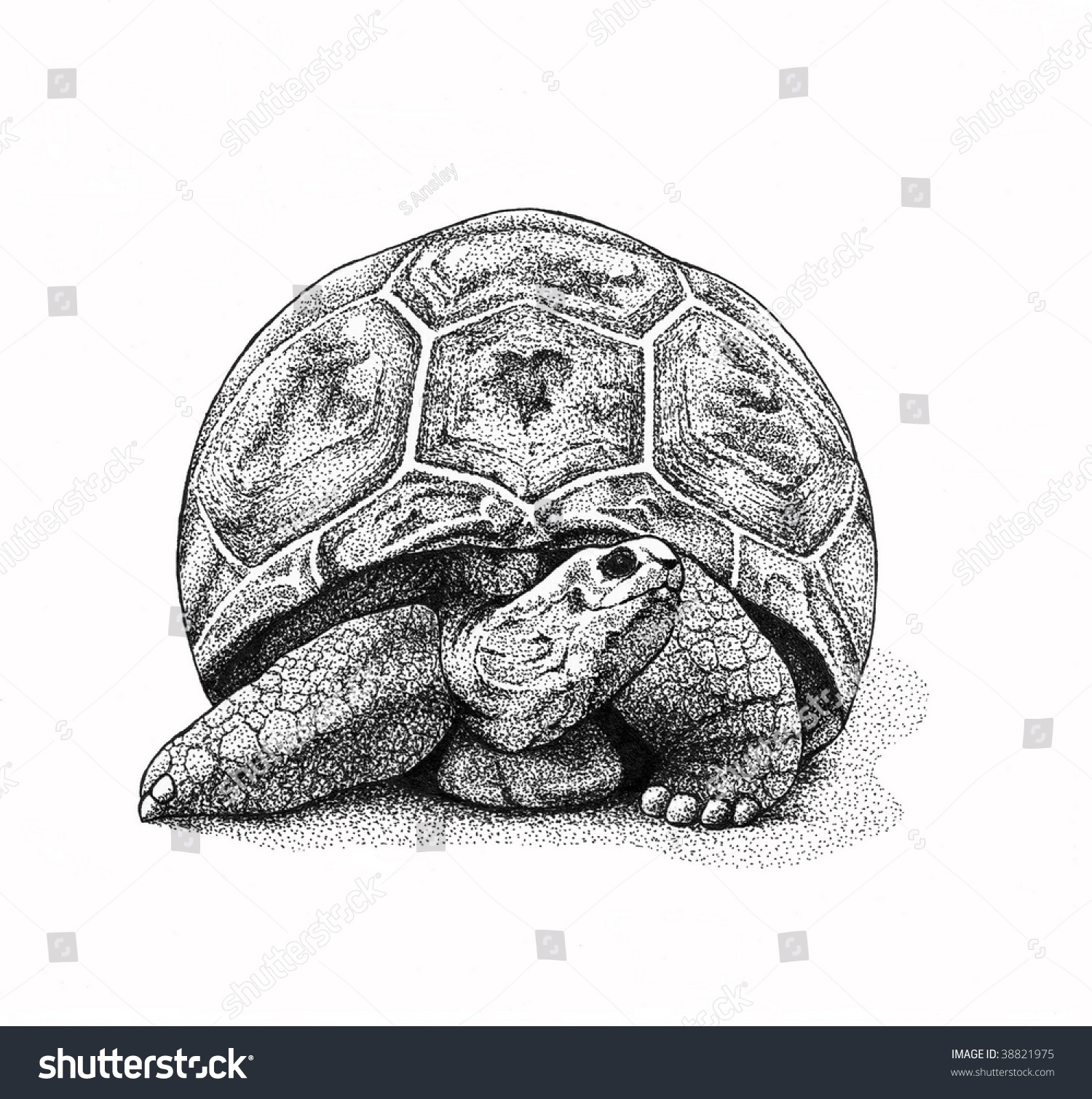 Pen And Ink Turtle Raster Illustration. - 38821975 : Shutterstock