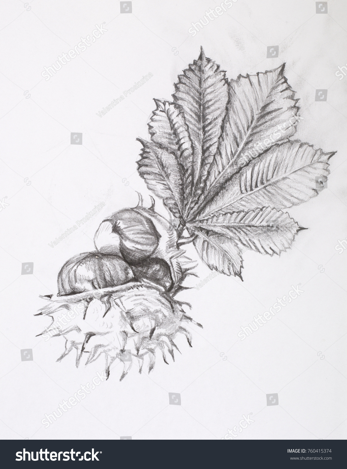 How to draw a chestnut in pencil step by step How to draw a chestnut in pencil step by step