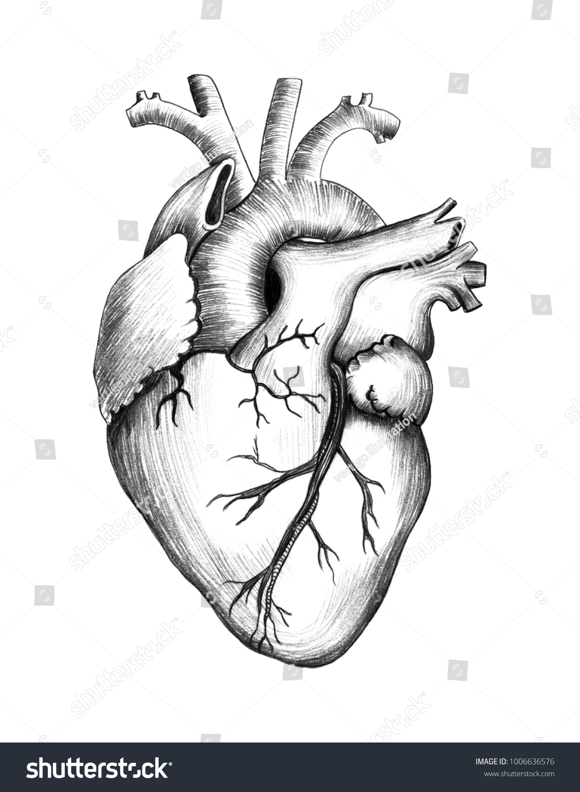 Pencil Drawing Heart Realistic Illustration Ilustración de