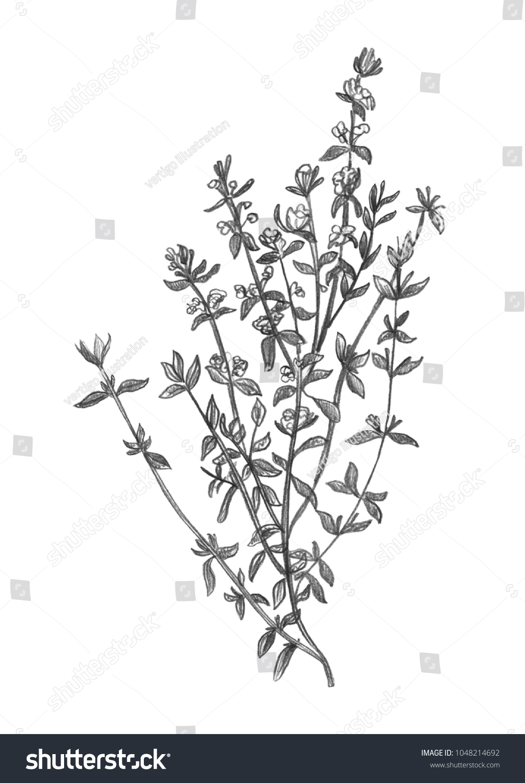 Thyme Botanical Illustration Images, Stock Photos & Vectors | Shutterstock