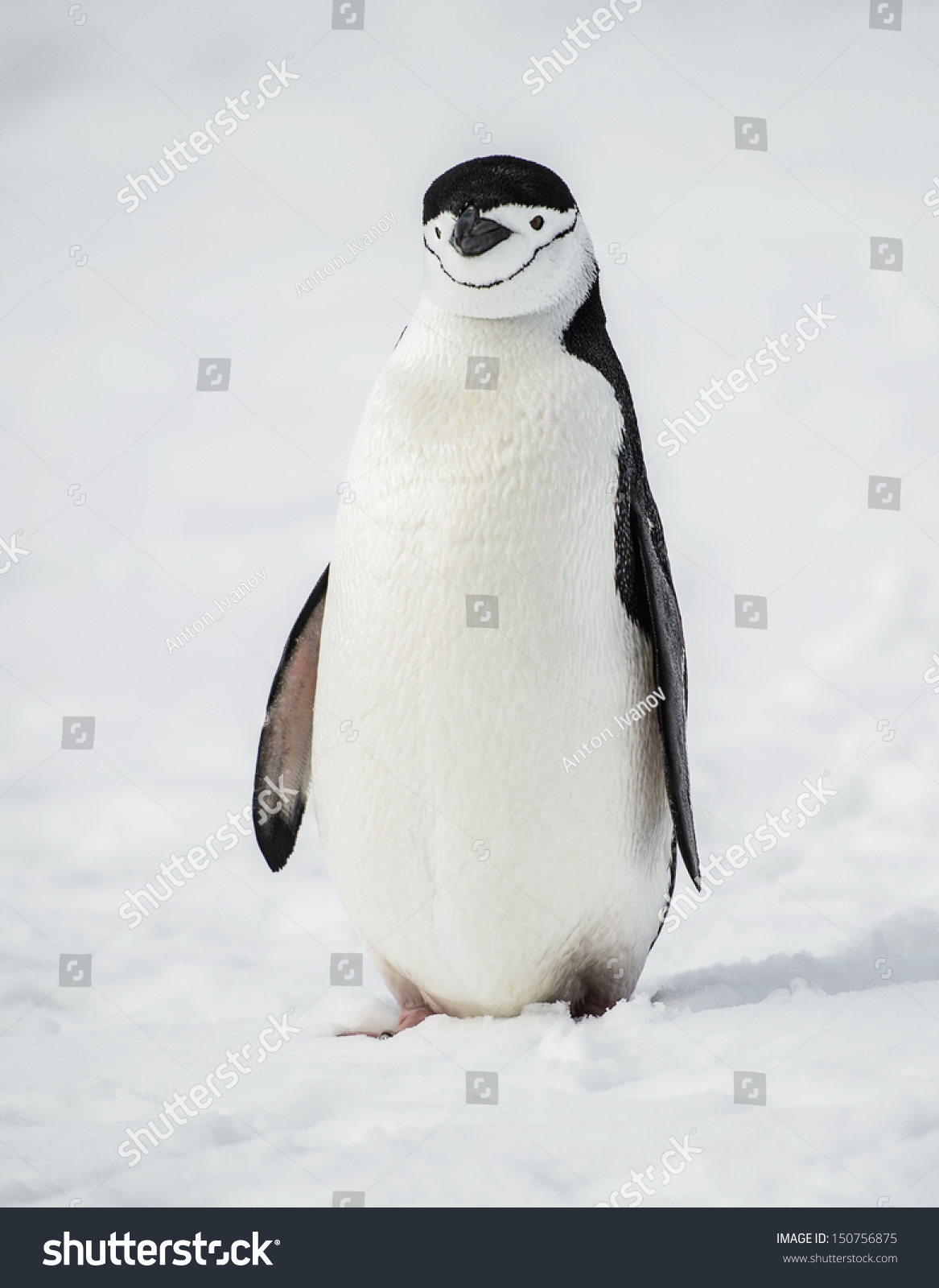 Penguin Portrait Stock Photo 150756875 - Shutterstock