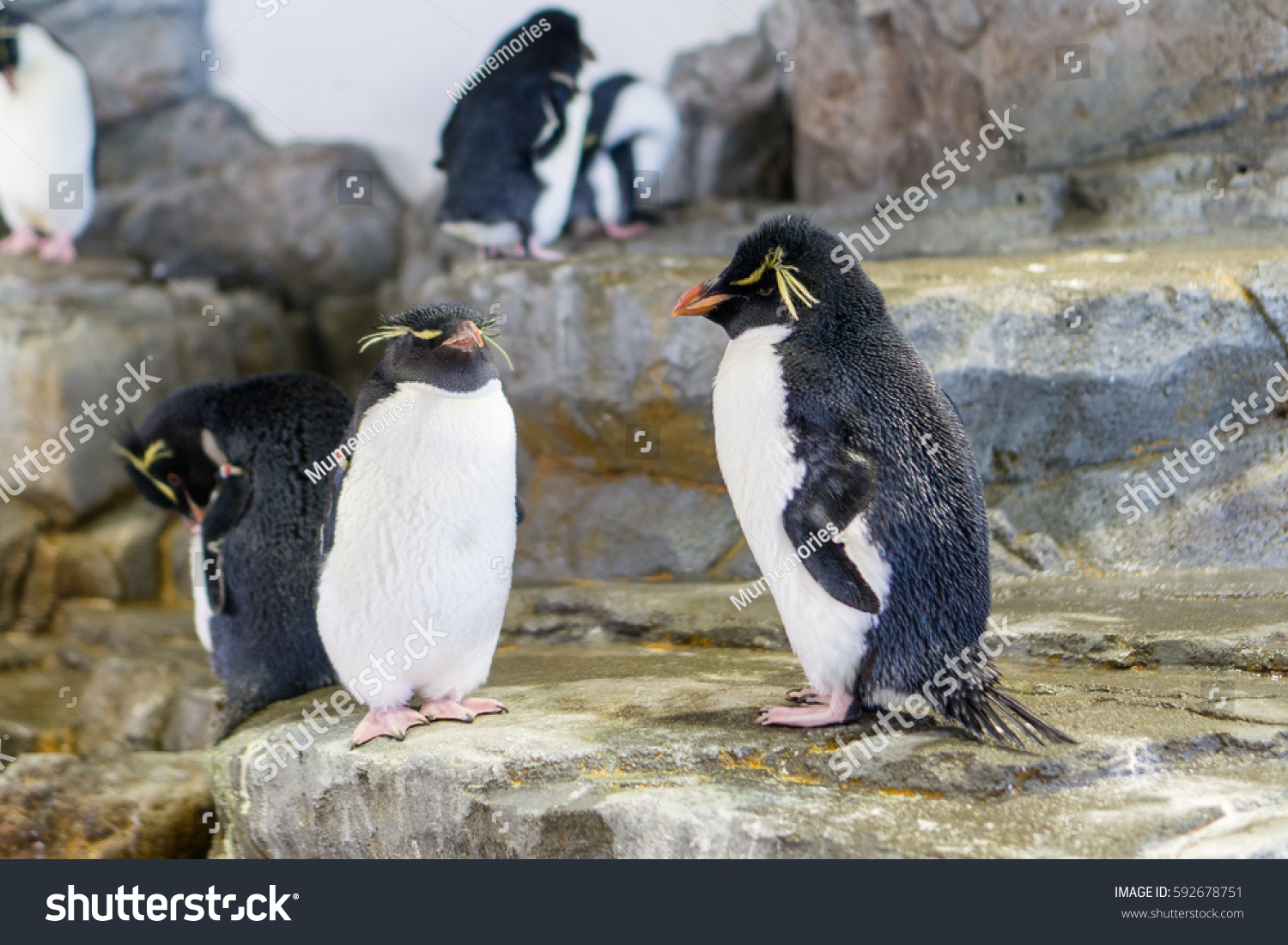 penguins group standing on