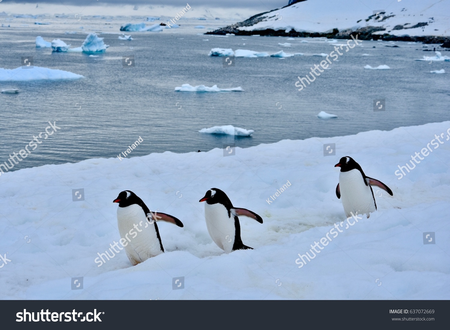 Penguins Marching On Ice Near Cuverville Stock Photo 637072669 ...