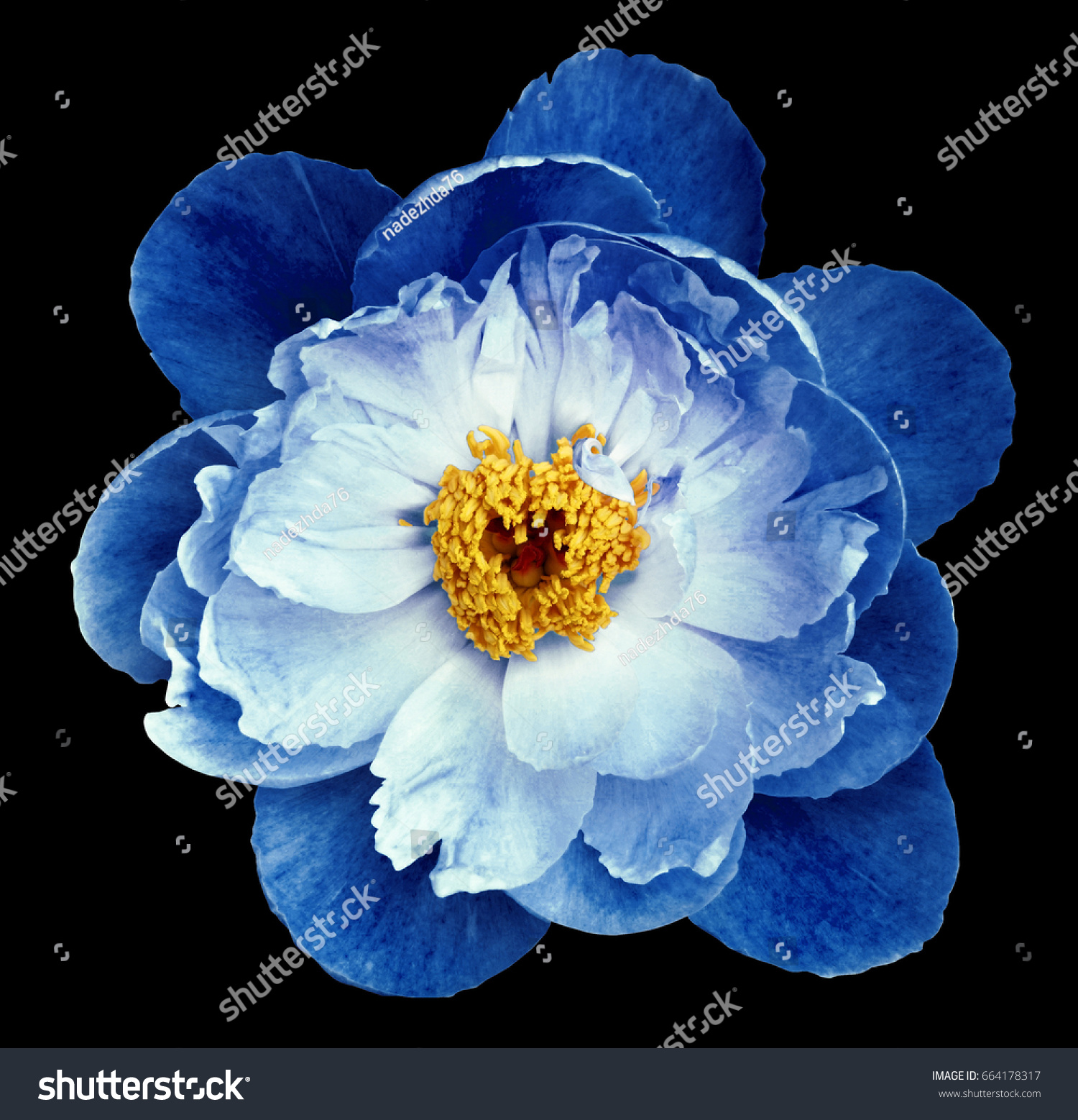 Peony Flower Blue On Black Isolated Stock Photo Edit Now 664178317