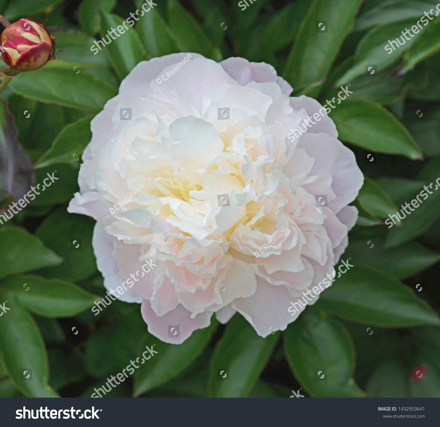 Peony Paeonia Lactiflora Name Duchesse De Stock Photo Edit Now