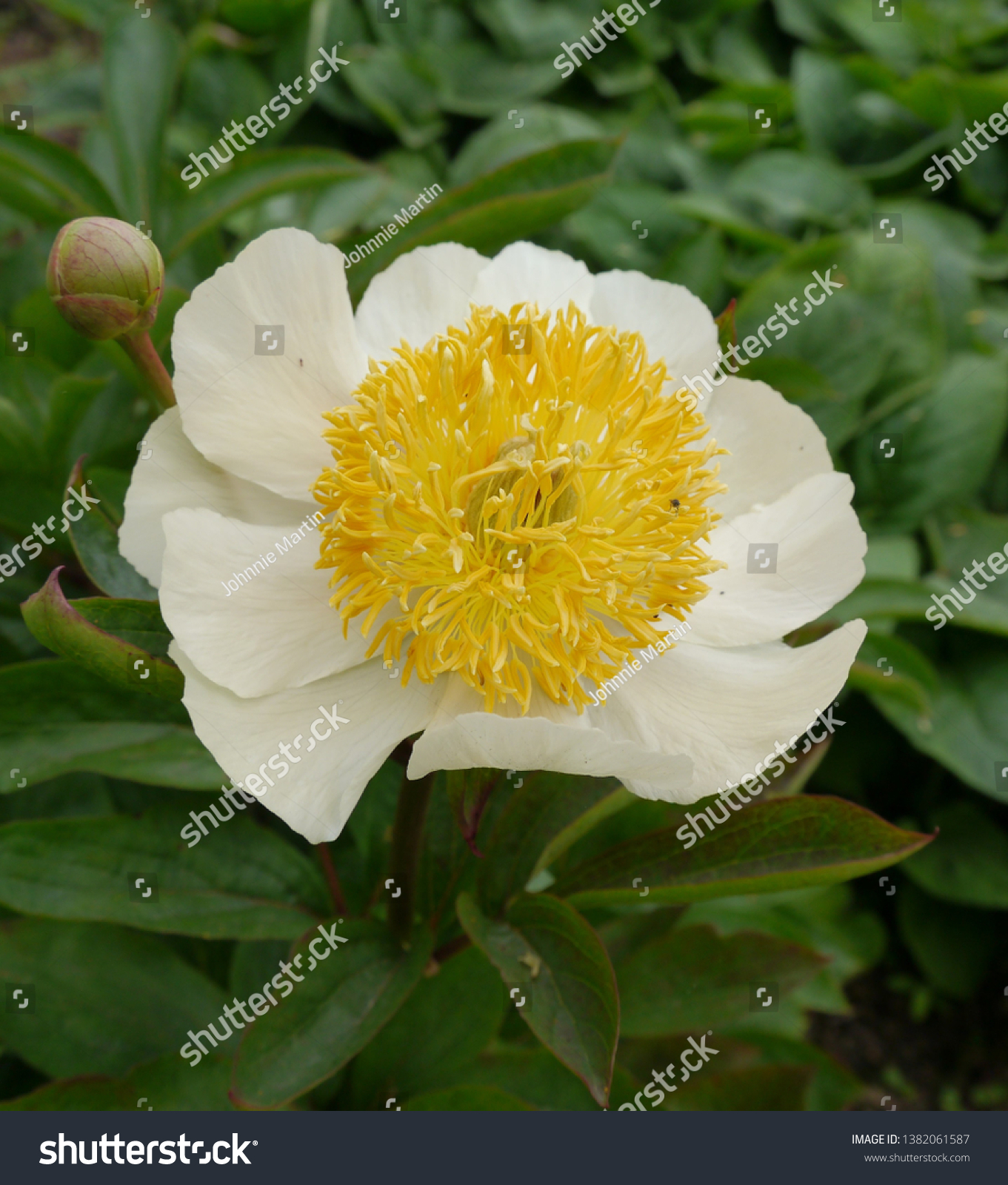 Peony White Claire De Lune Flowering Stock Photo Edit Now