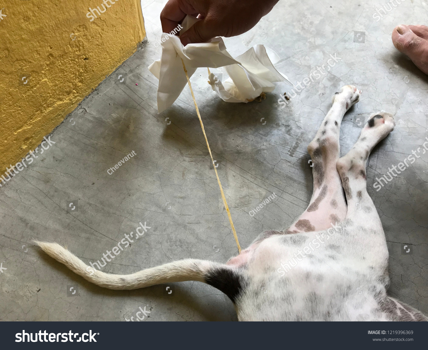 People Pulling Parasite Tapeworm Ass Stock Photo Edit Now 1219396369