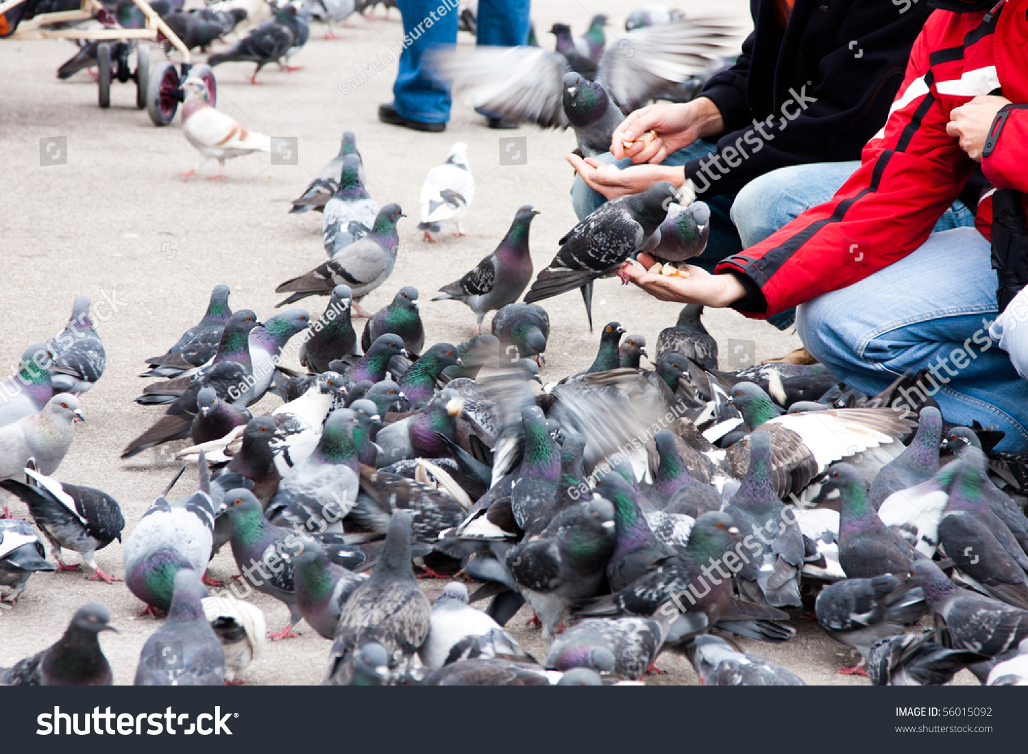 People Feeding Pigeons With Bread In A Park Stock Photo 56015092 ...