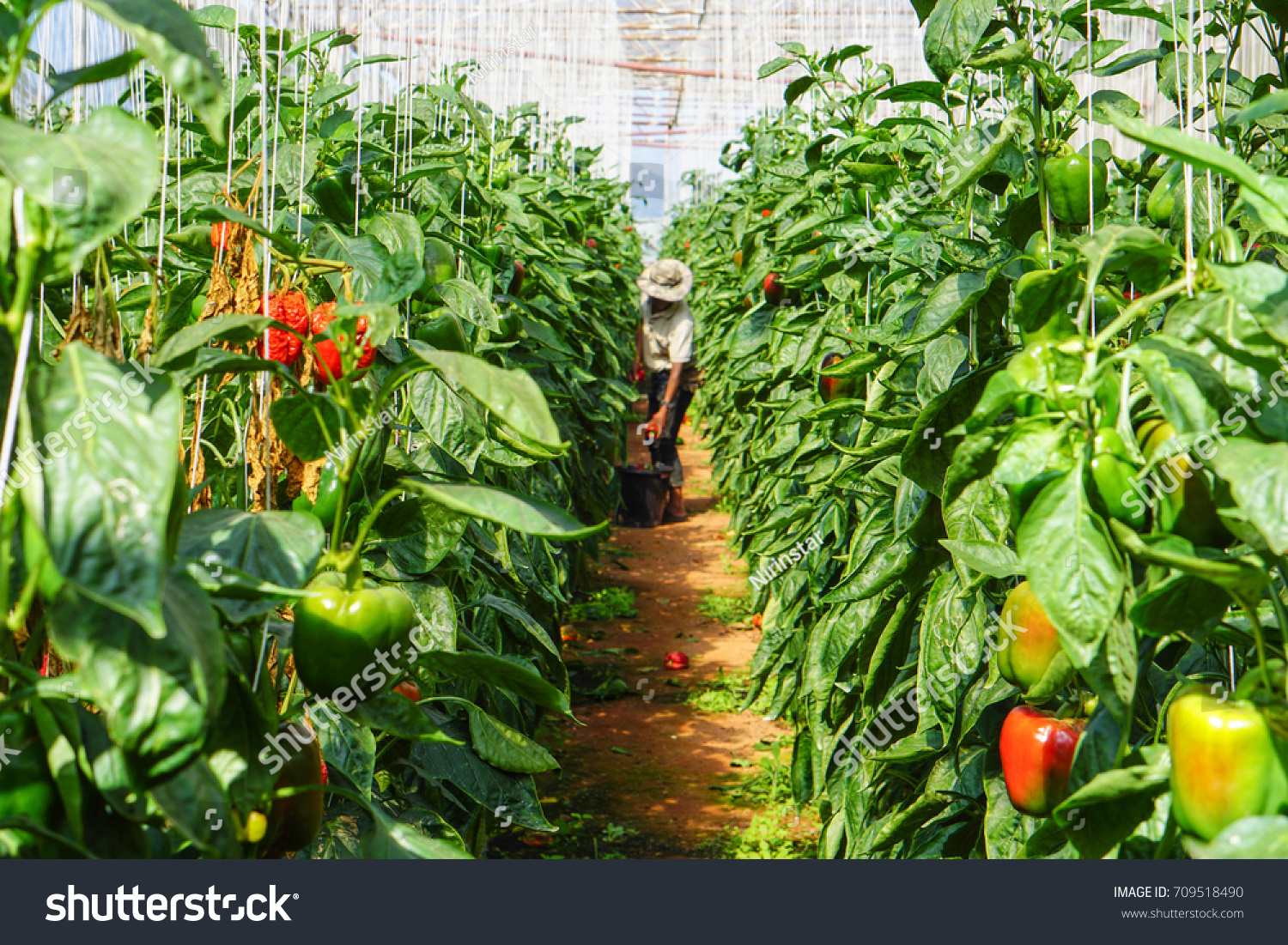 Cultivation of bell pepper Cultivation of bell pepper