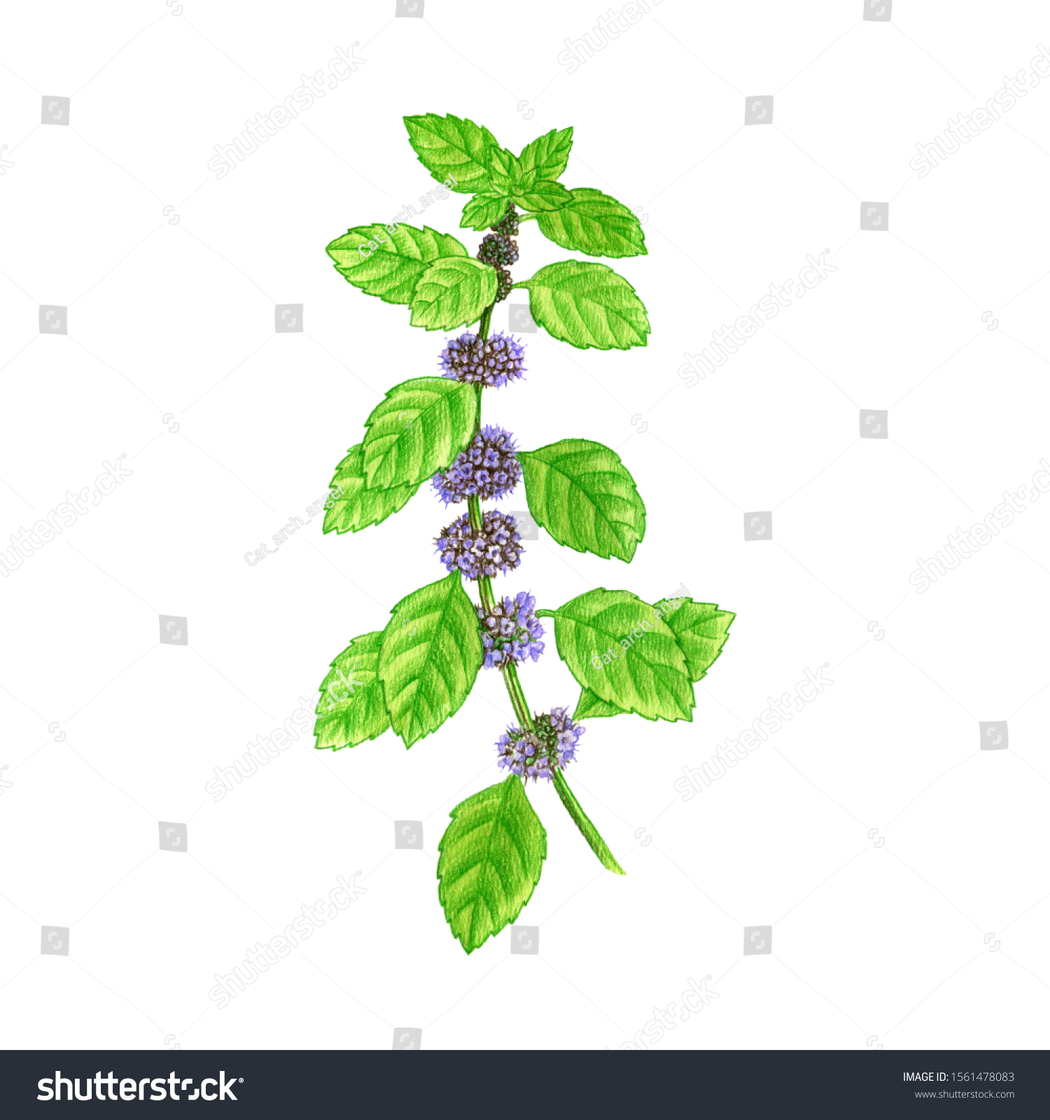 Peppermint Flower Drawing By Colored Pencils Stock Illustration