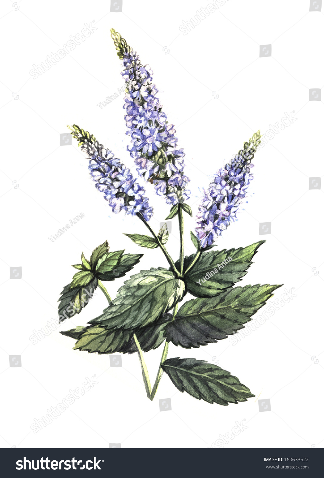 Peppermint Watercolor Handwork Stock Illustration 160633622 - Shutterstock