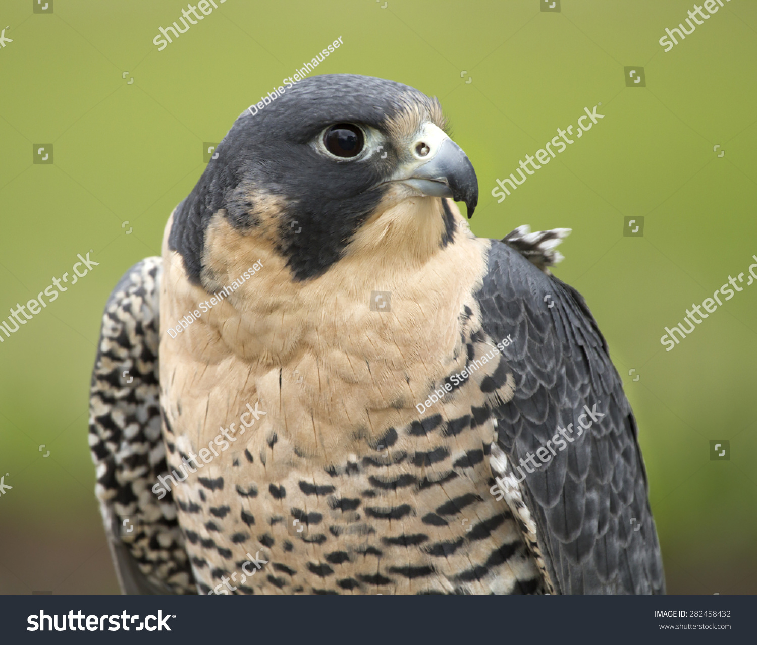 Peregrine Falcon Head Shoulders Close Stock Photo 282458432 | Shutterstock