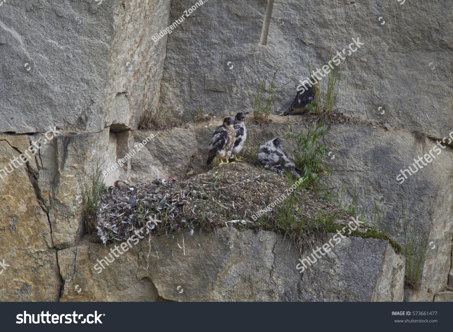 Peregrine Falcon Nest Young Birds Stock Photo 573661477 | Shutterstock