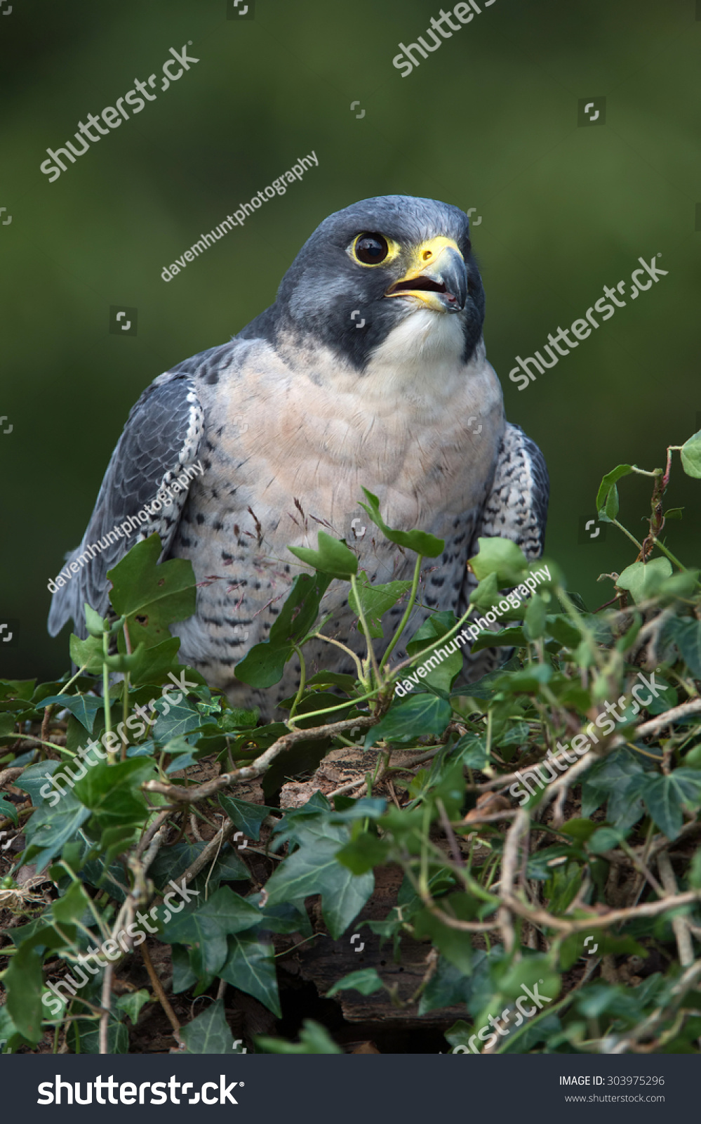 Peregrine Falcon Perched On Ivy Covered Stock Photo 303975296 ...