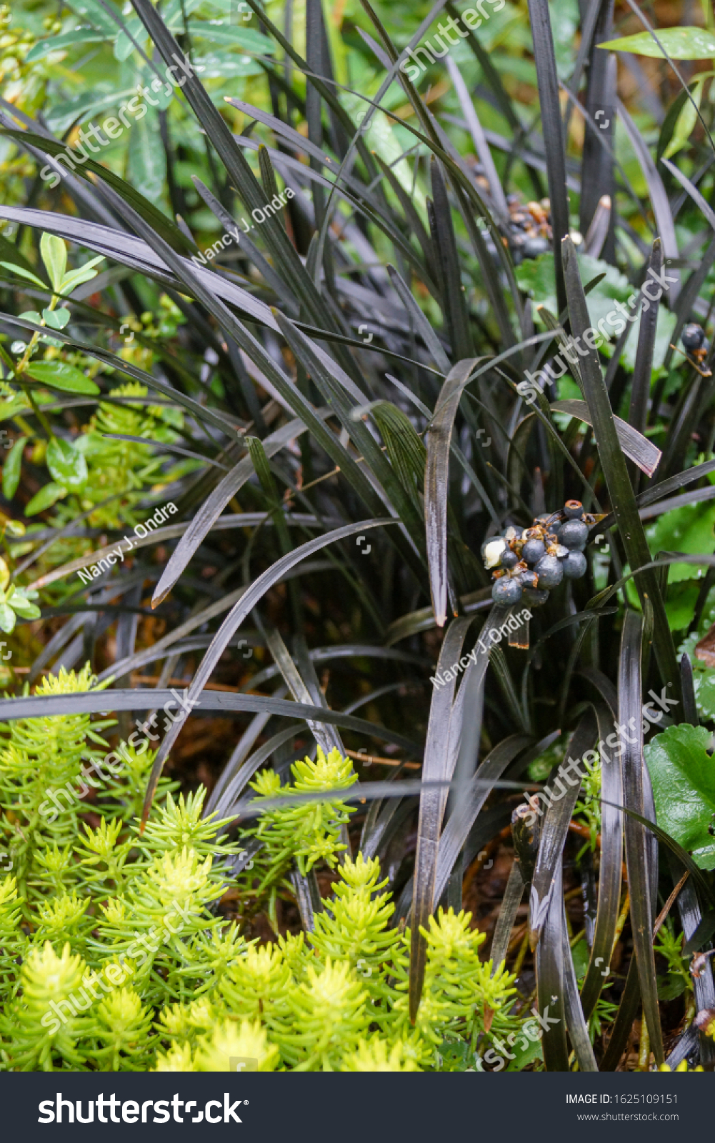 Perennial Combination Black Mondo Grass Ophiopogon Stock Photo Edit Now 1625109151