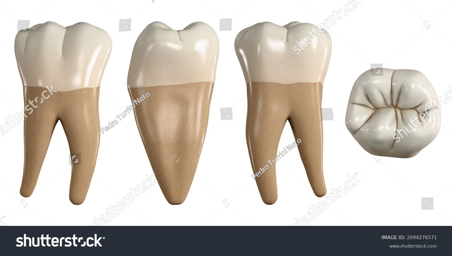 Permanent Lower First Molar Tooth 3d Stock Illustration 2094276571 ...