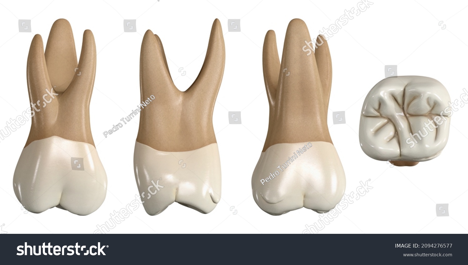 Permanent Upper First Molar Tooth 3d Stock Illustration 2094276577 ...