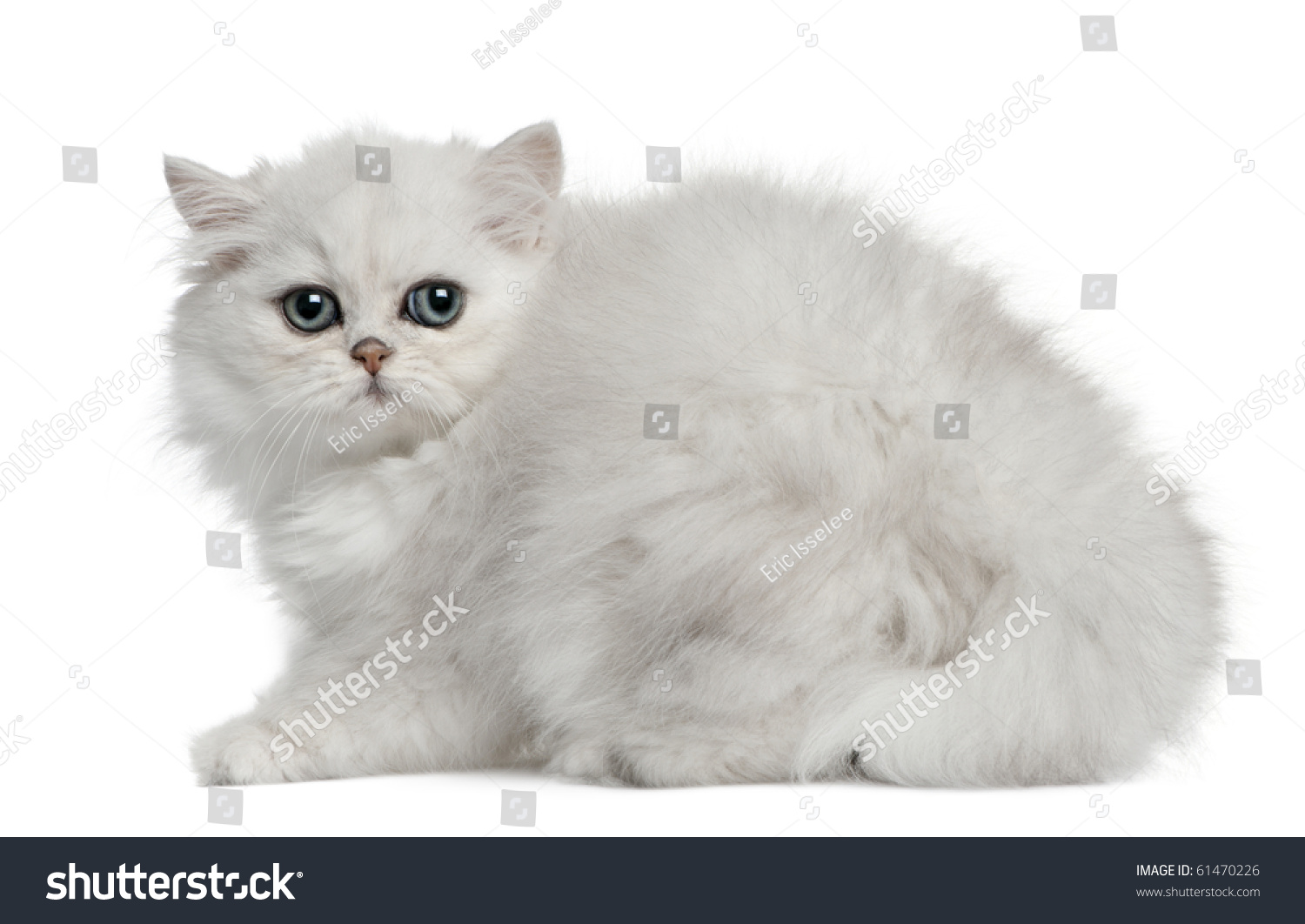  Light Gray Classic  Template Design Featuring Persian Cat 3 Months