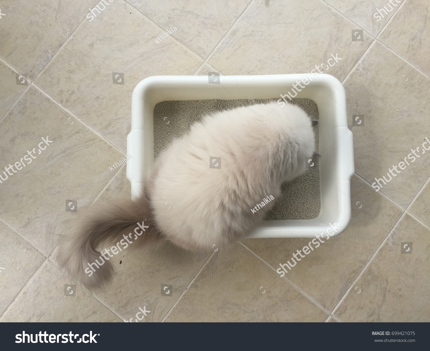 Persian Cat Pooping Sand Toilet Top Stock Photo Edit Now 699421075