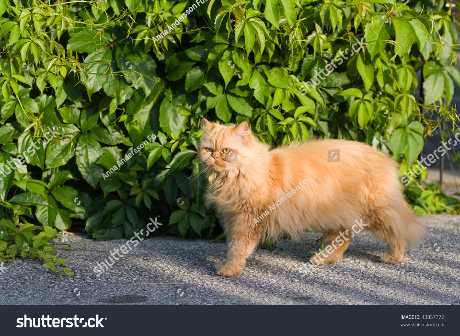 Furry Bush Standing Furry Bush Standing
