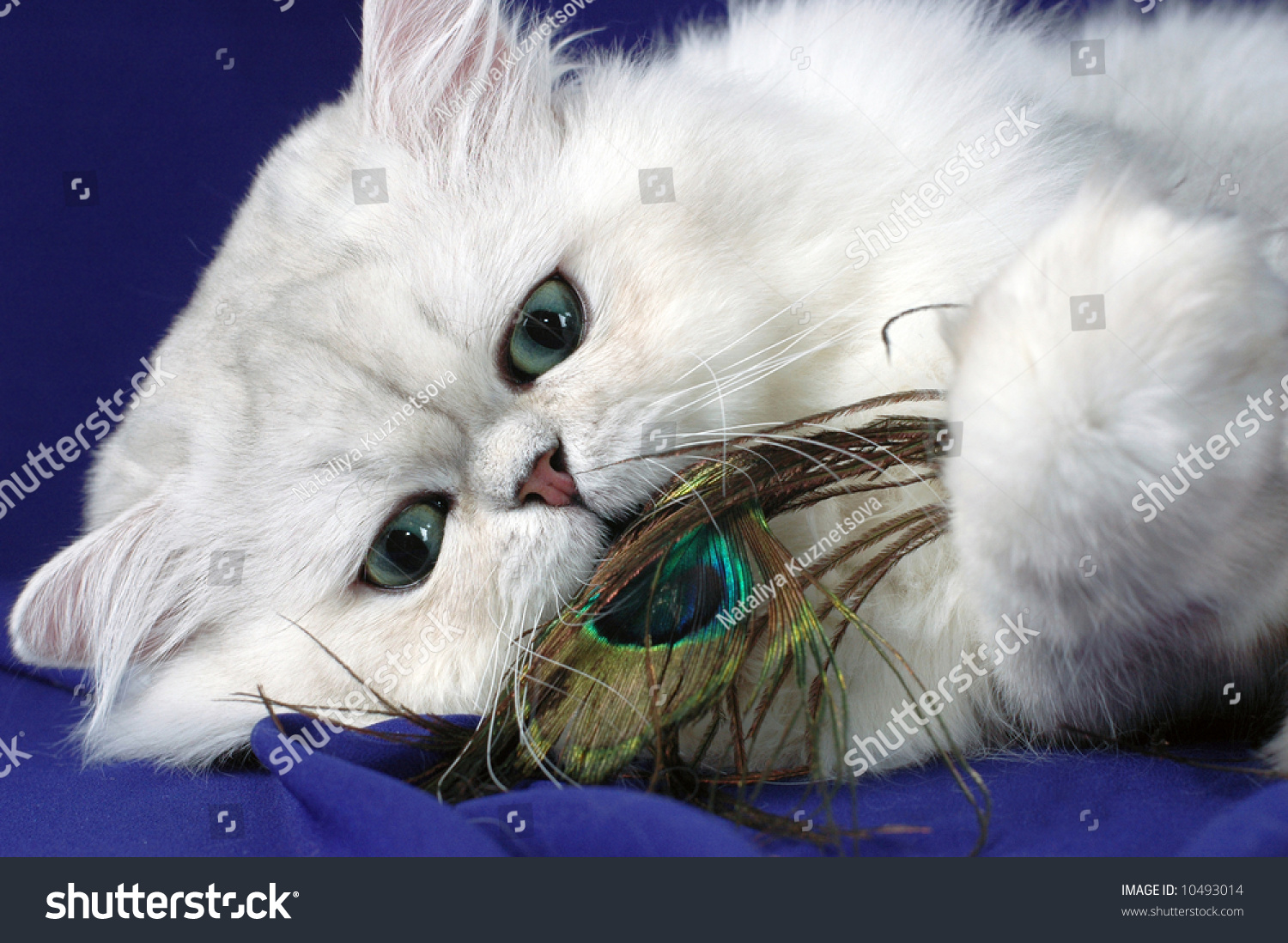 cat ate feather