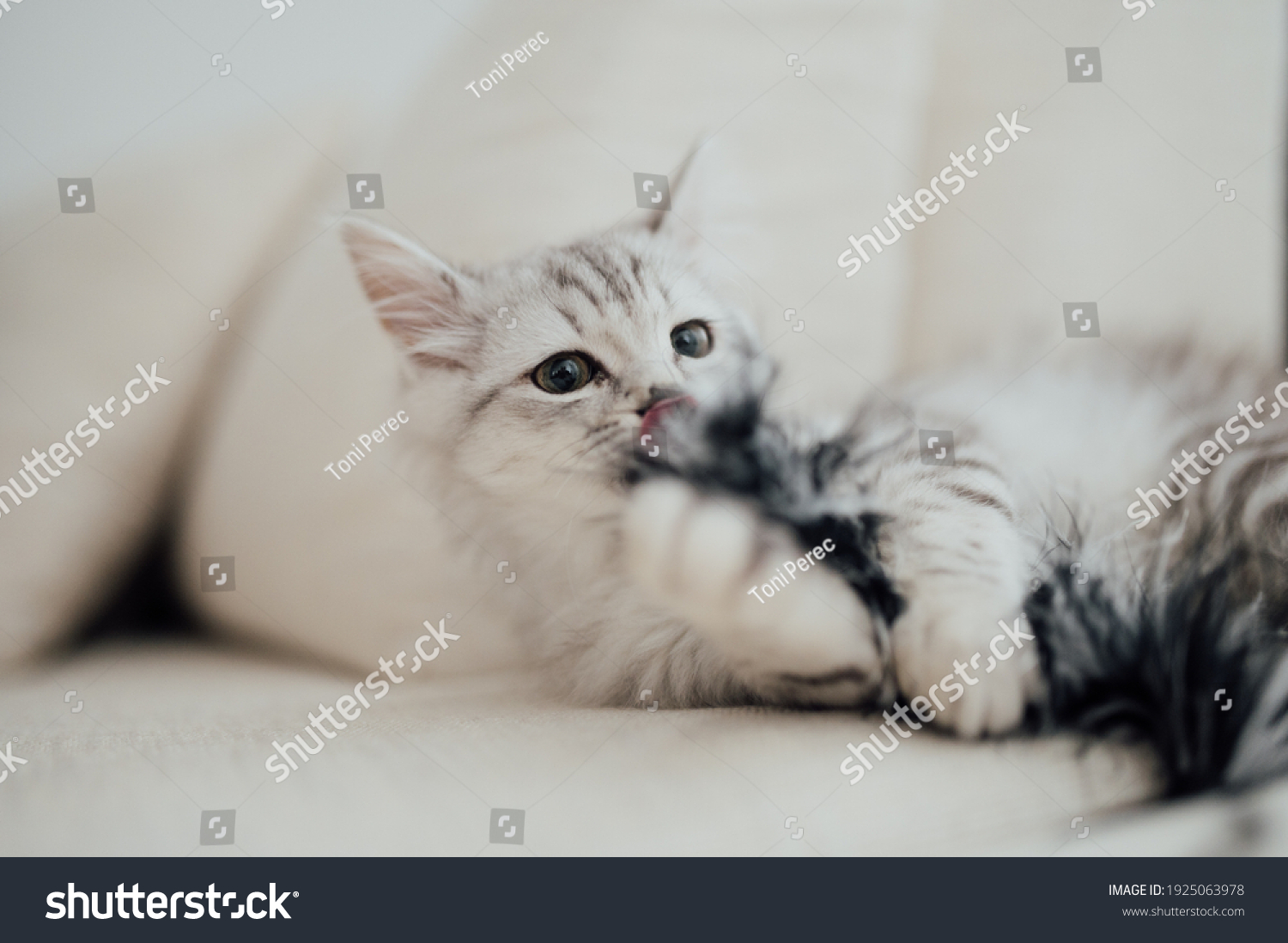 Persian Chinchilla Silver Baby Cat Playing Stock Photo Edit Now