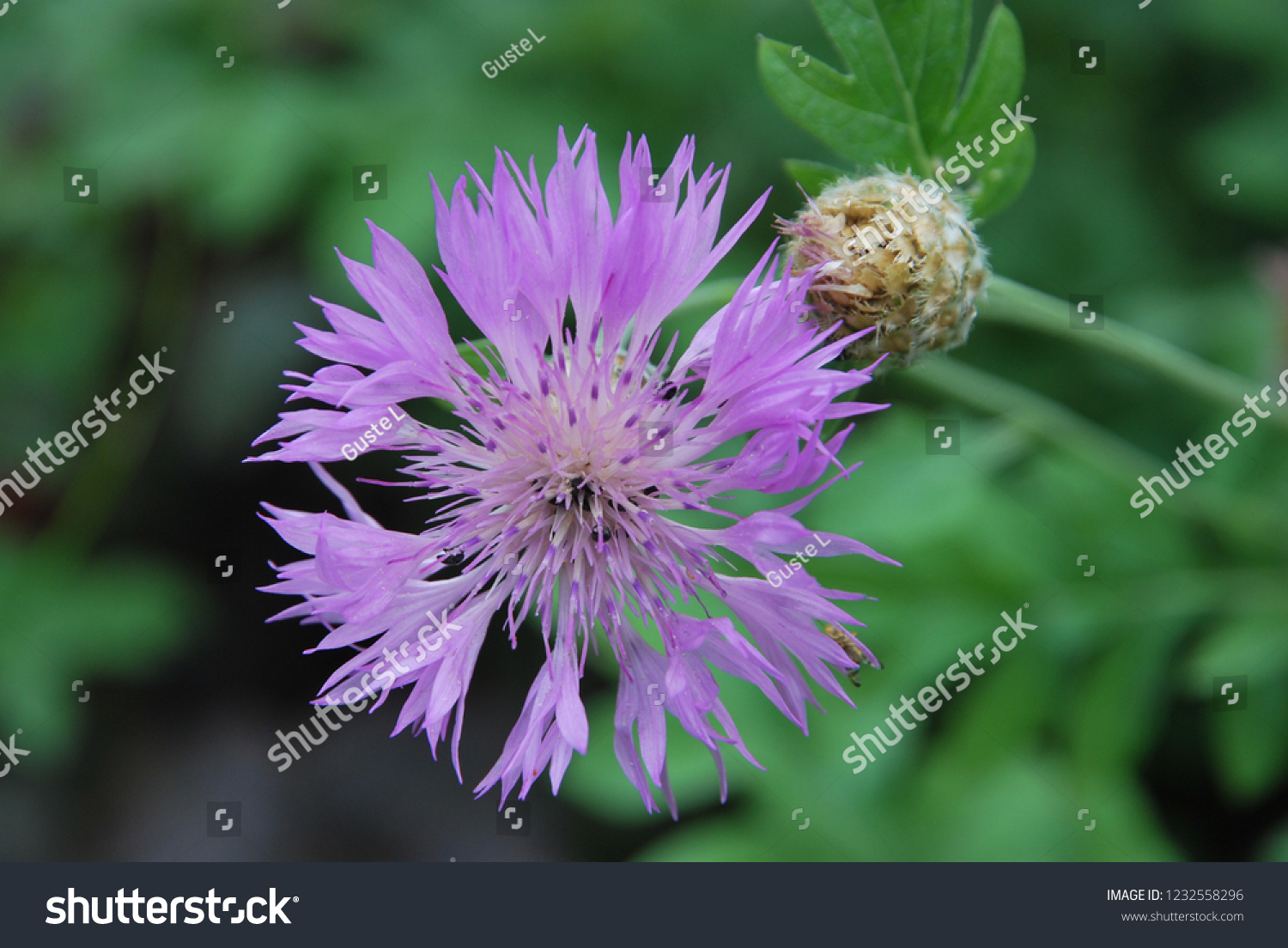 Persian Cornflower Centaurea Dealbata Stock Photo (Edit Now) 1232558296