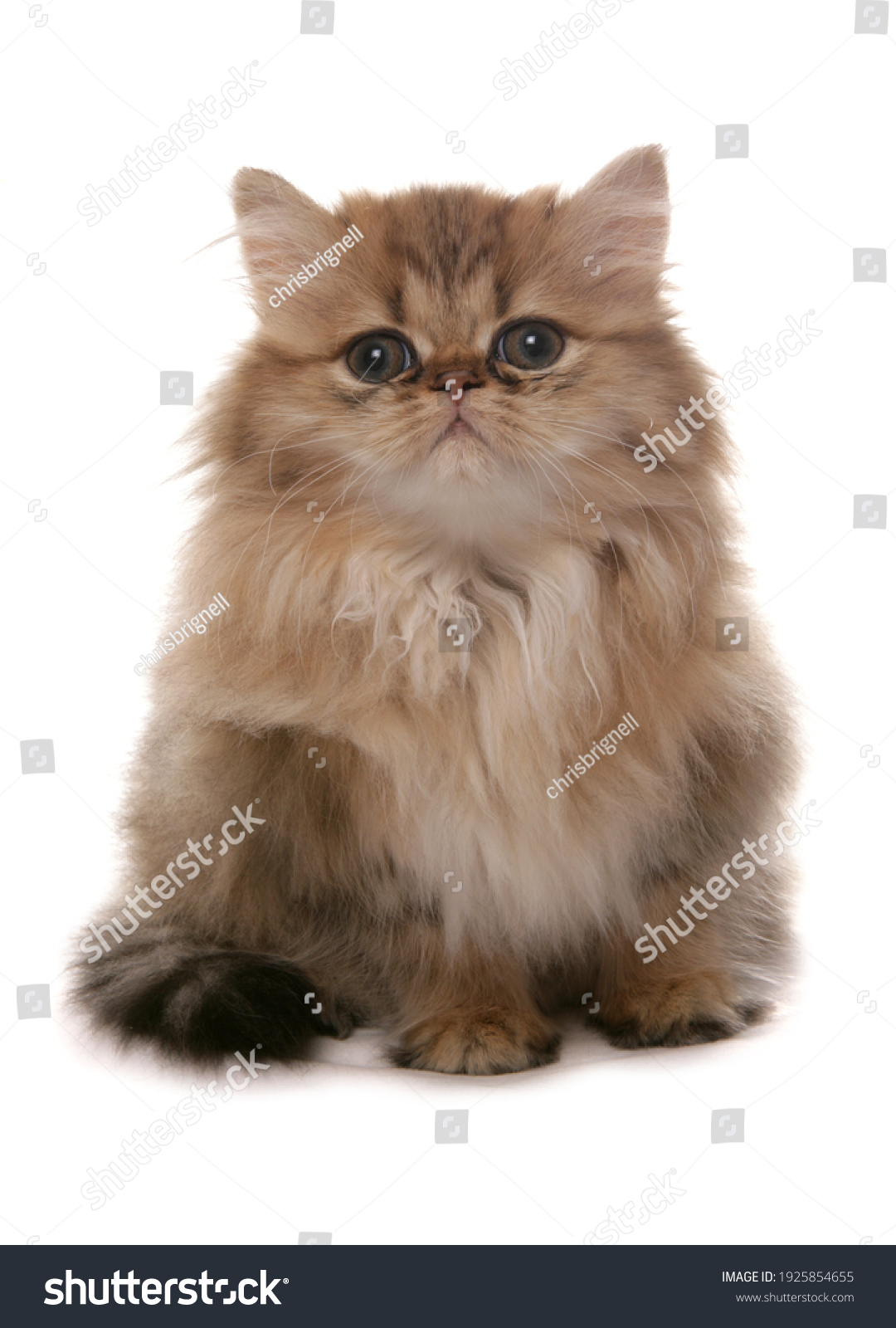 Persian Golden Kitten Sitting Isolated On Stock Photo (Edit Now) 1925854655